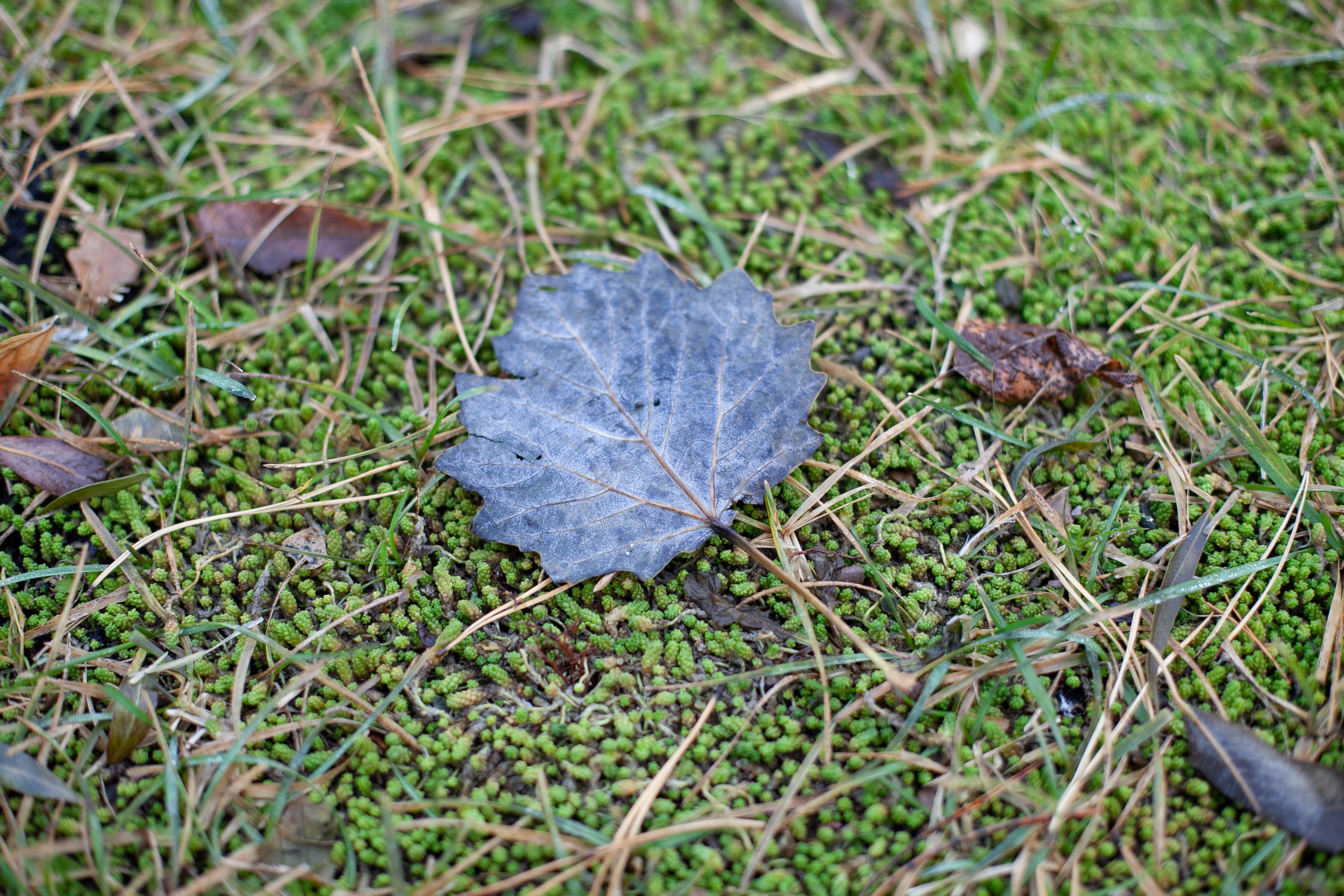 Сады Мечты. Контент для сайта. Фотограф Дарья Локотко в Красноярске