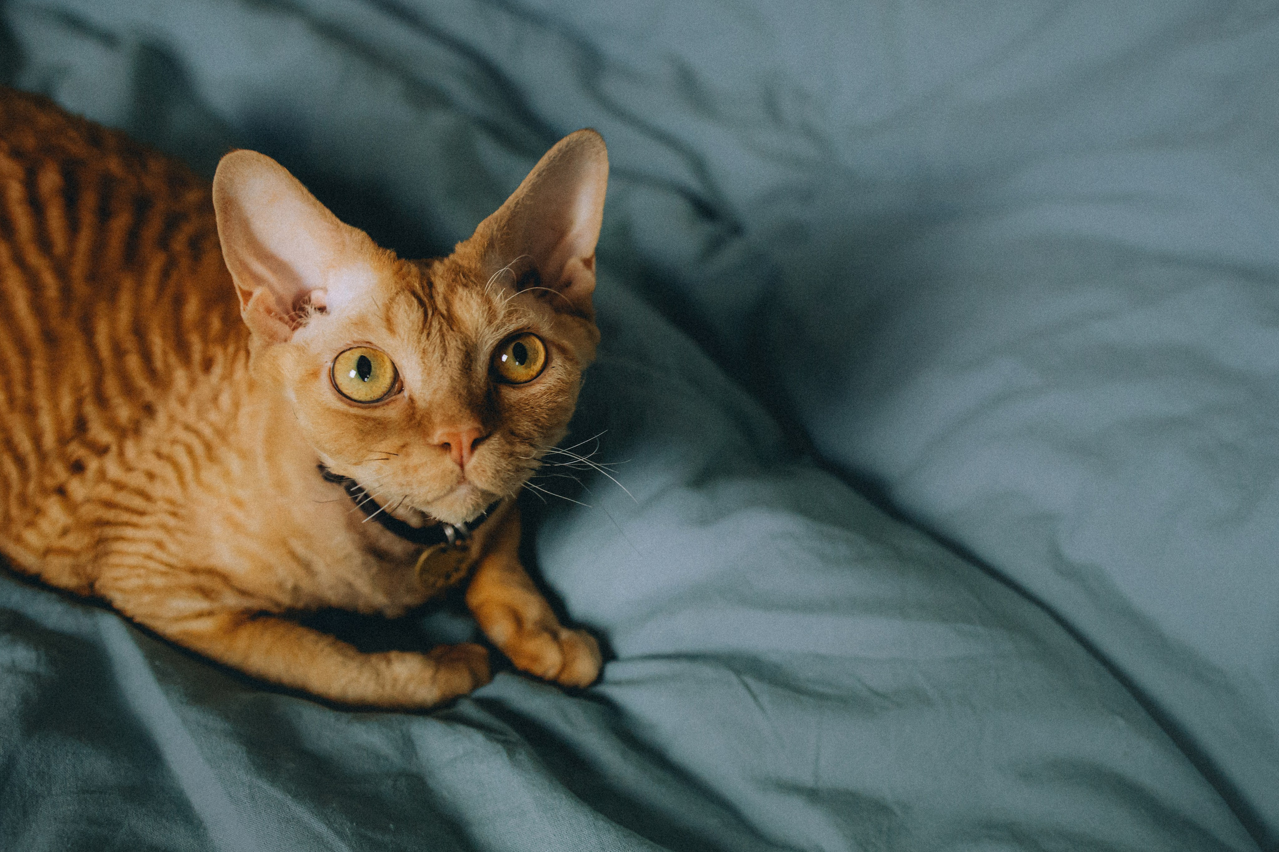 Гречка, Ковш и их семья