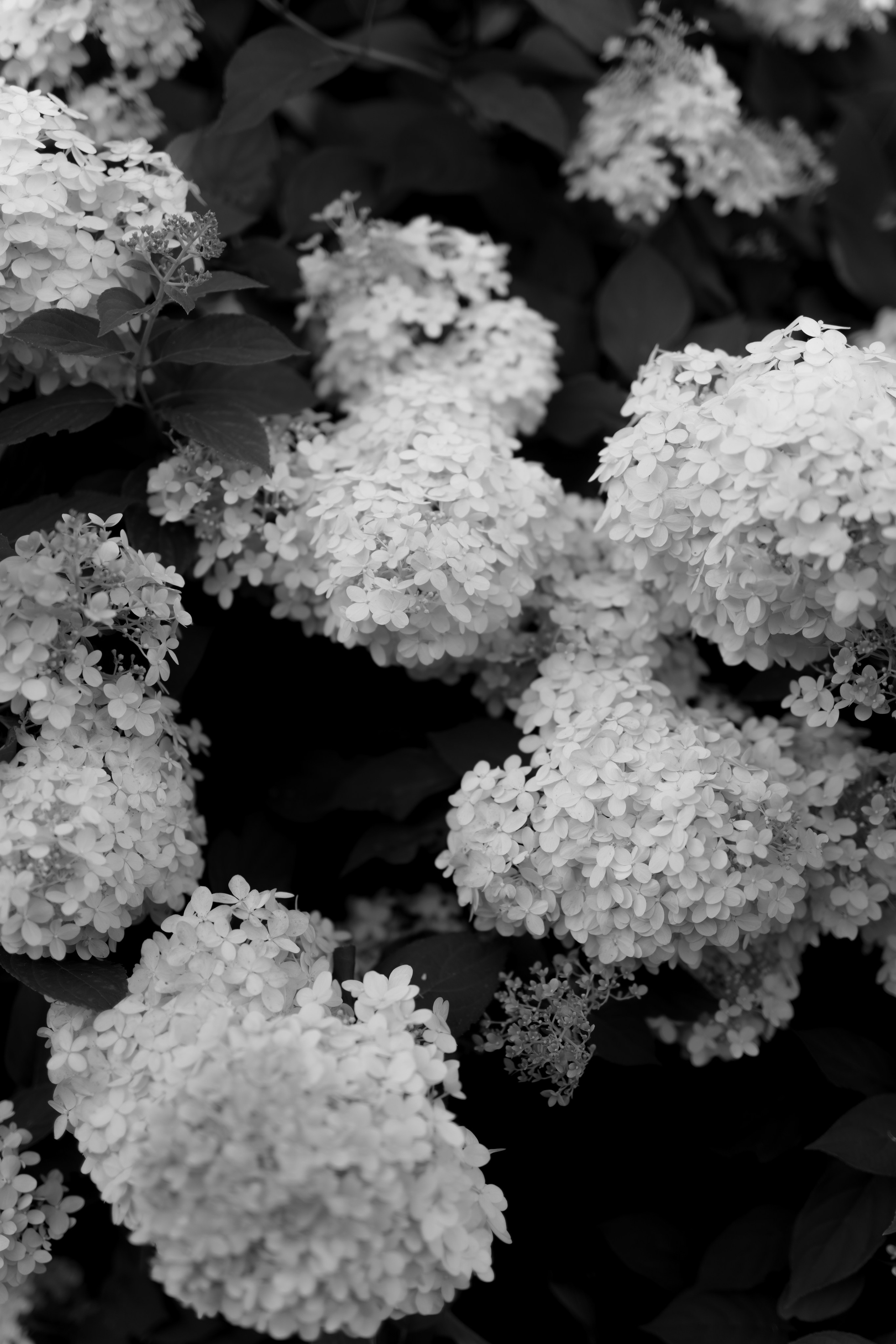 Свадьба Кирилла и Анастасии. Фотограф Кольчугино/Владимир/Москва Елизавета Иода