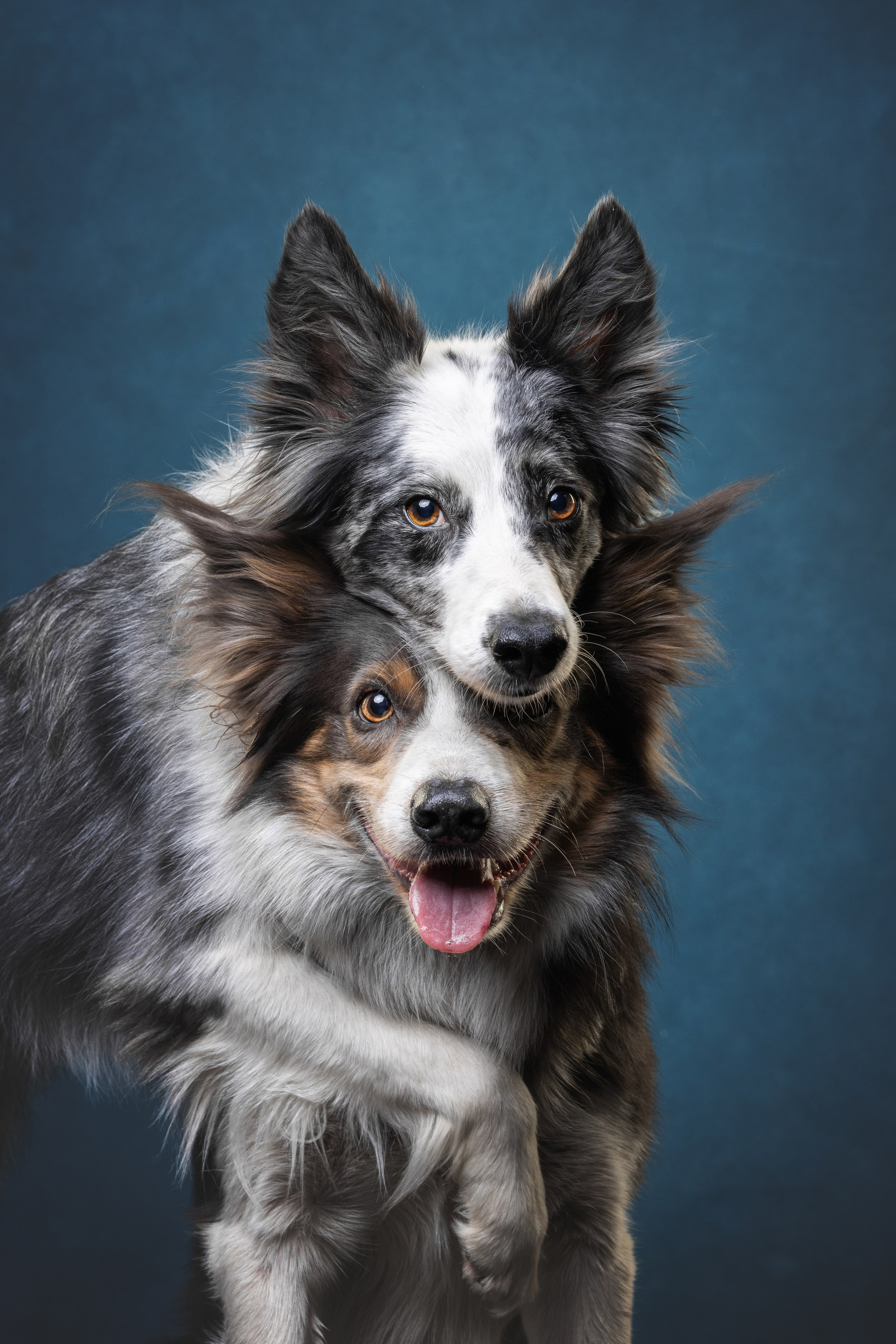 Бордер колли. Фотограф анималист Осипчикова Мария