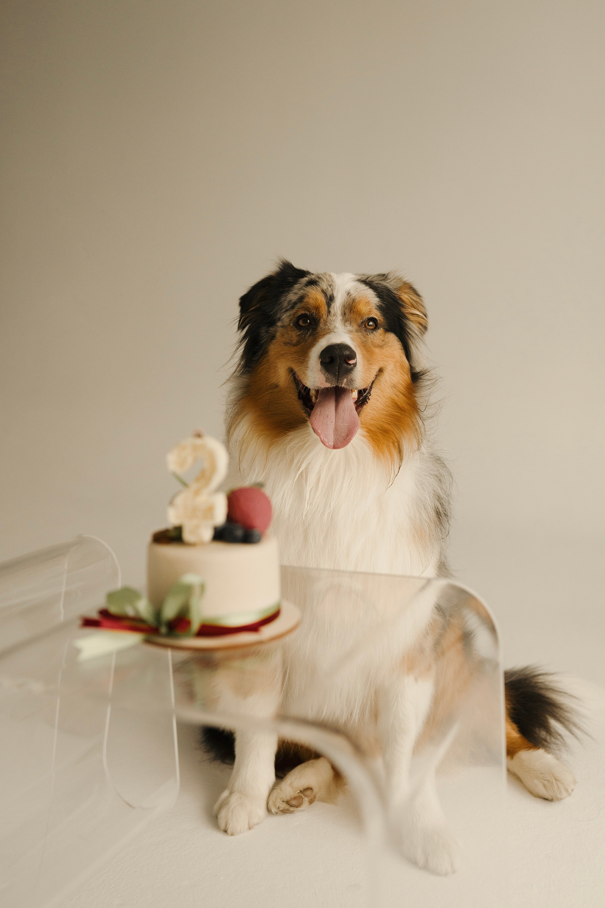 Зевс. Фотограф- анималист Александра Матвеева