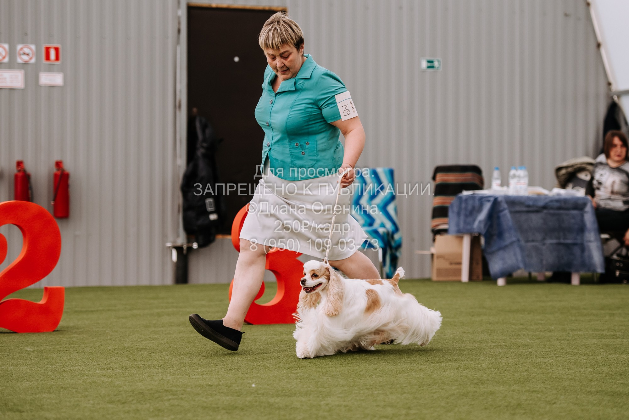 Выставка собак Красноярск 2.06. Фотограф Диана Оленина Красноярск / Братск