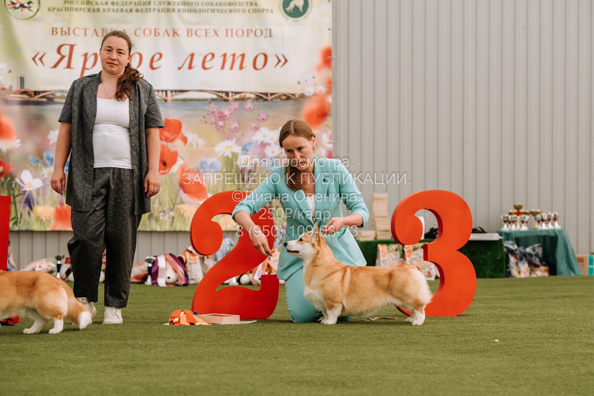 Выставка собак Красноярск 2.06. Фотограф Диана Оленина Красноярск / Братск