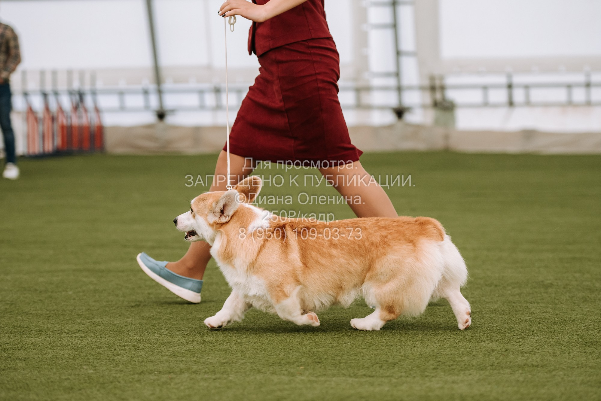 Выставка собак Красноярск 2.06. Фотограф Диана Оленина Красноярск / Братск
