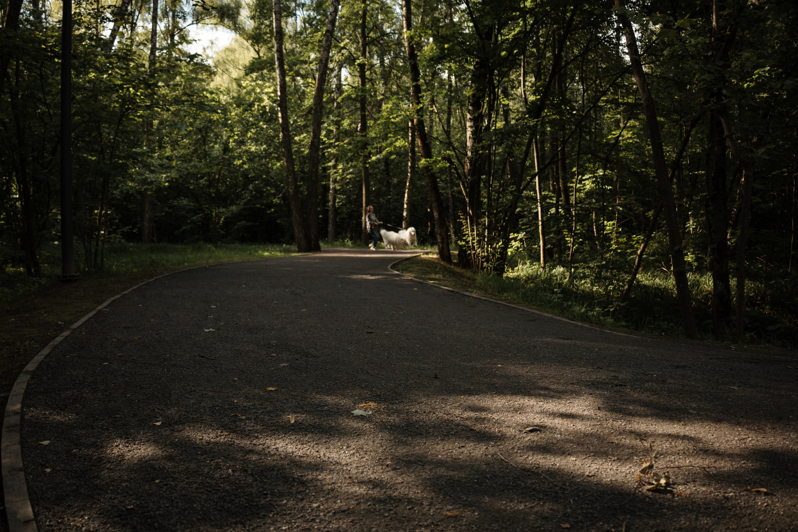 Фотосессия девушки с 2 собаками самоедами в лесопарке. Фотограф-анималист в Москве Екатерина Тихонова
