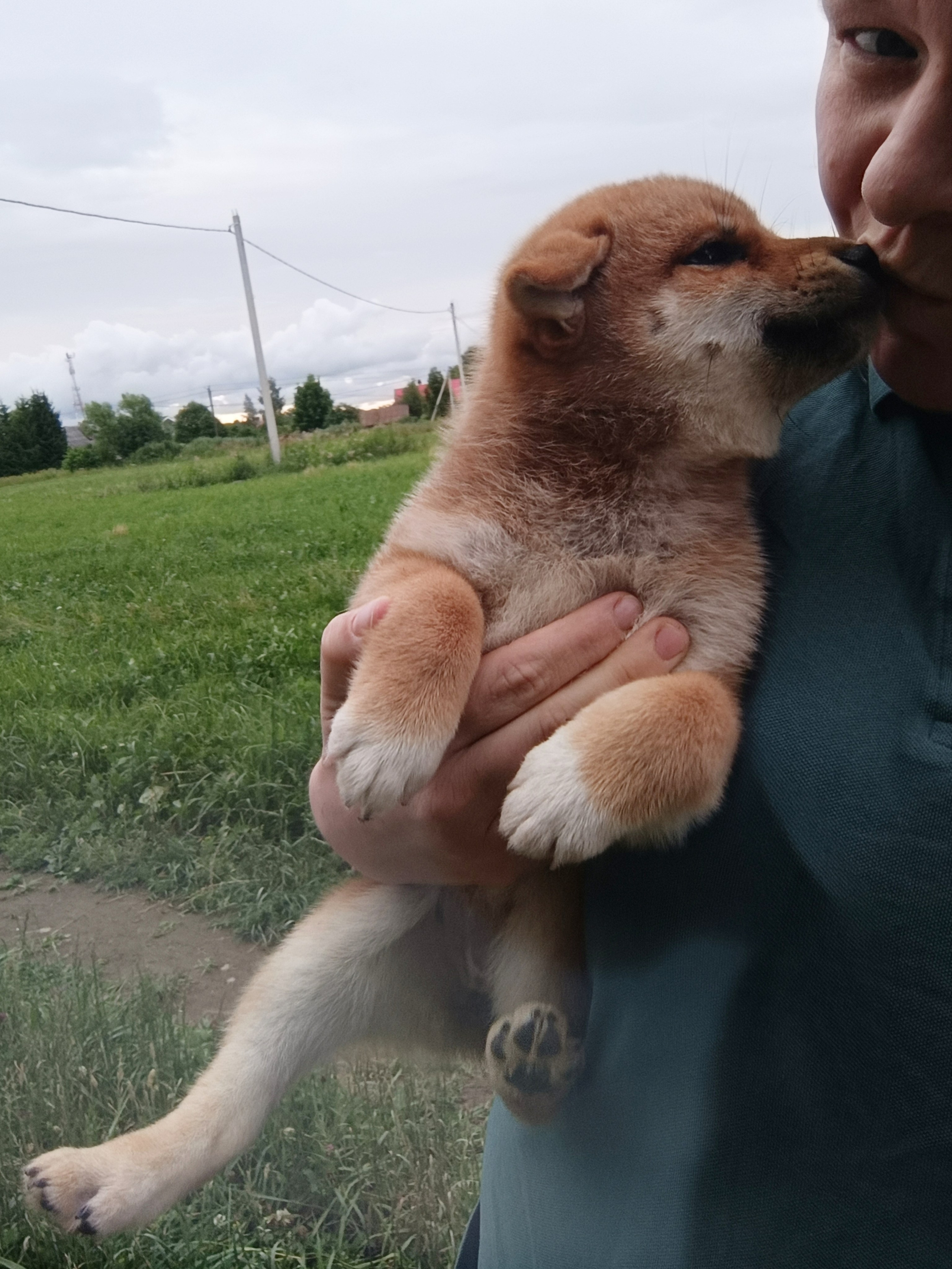 сиба питомник Рубилайт щенки на продажу rubylight  сиба щенки купить СПб Санкт-Петербург