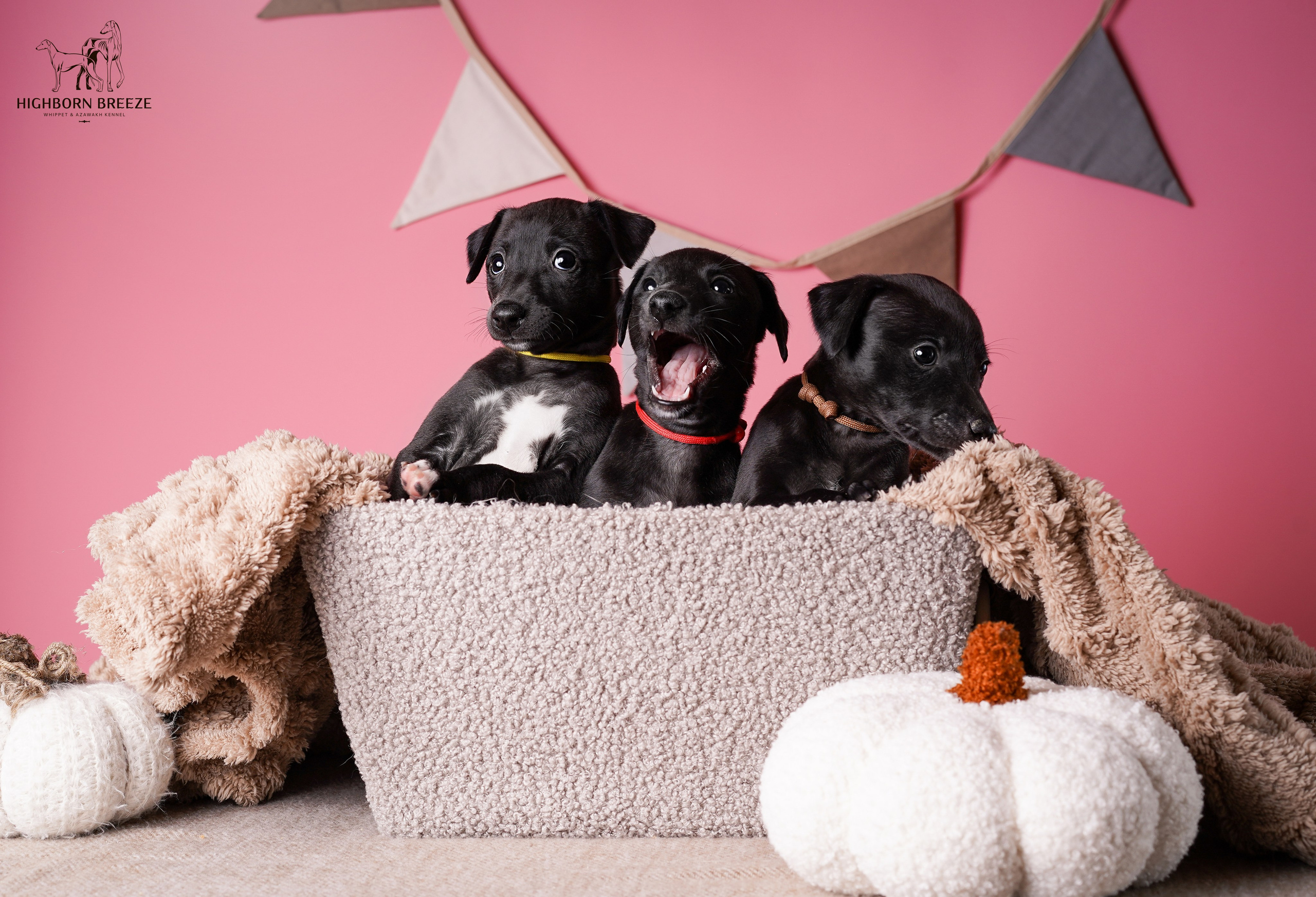 Щенки уиппета. Фотограф-анималист в Санкт-Петербурге Яна Мартынова