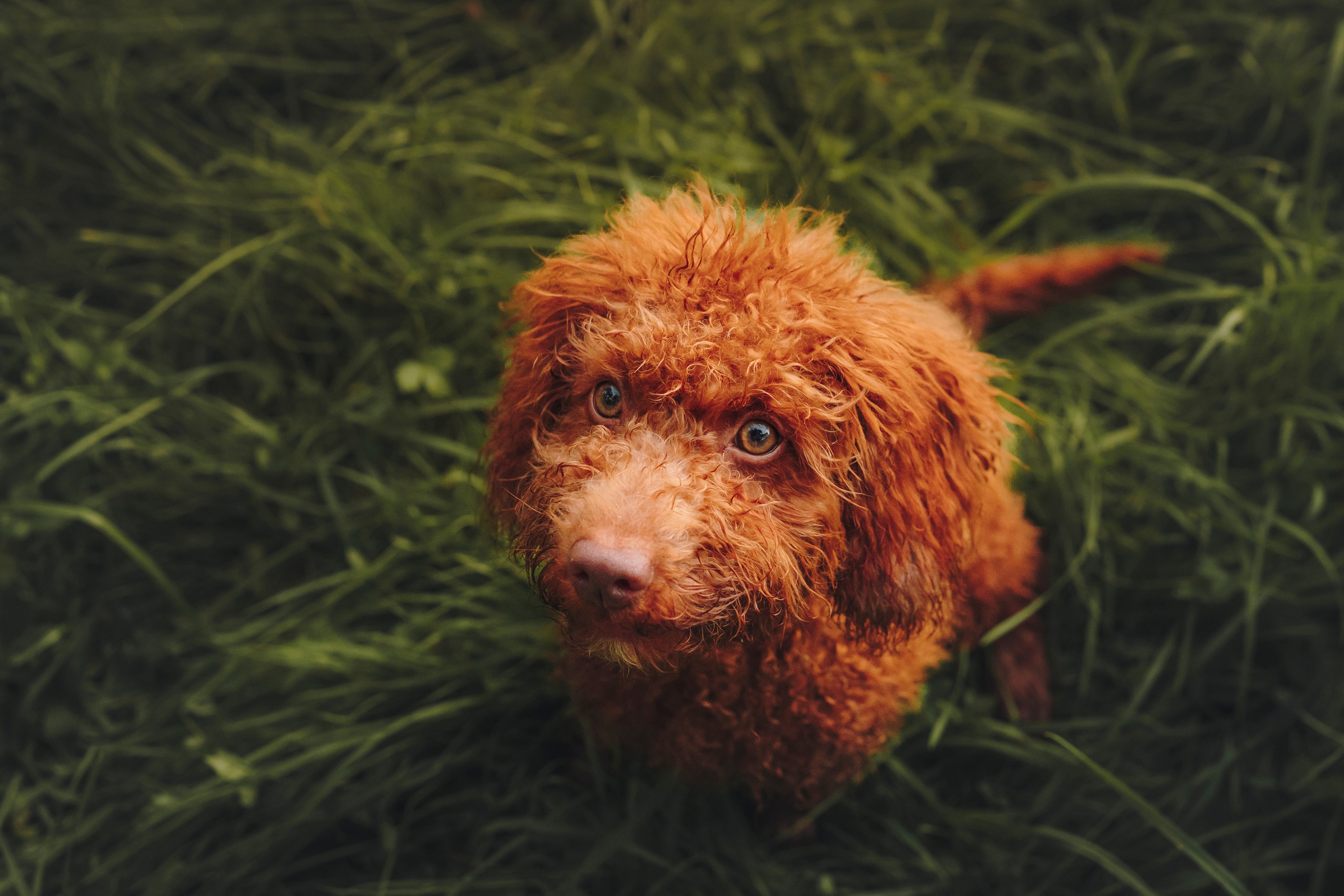 Марина, Тарас и Хагрид. Семейный фотограф анималист Ананьева Мария — Москва