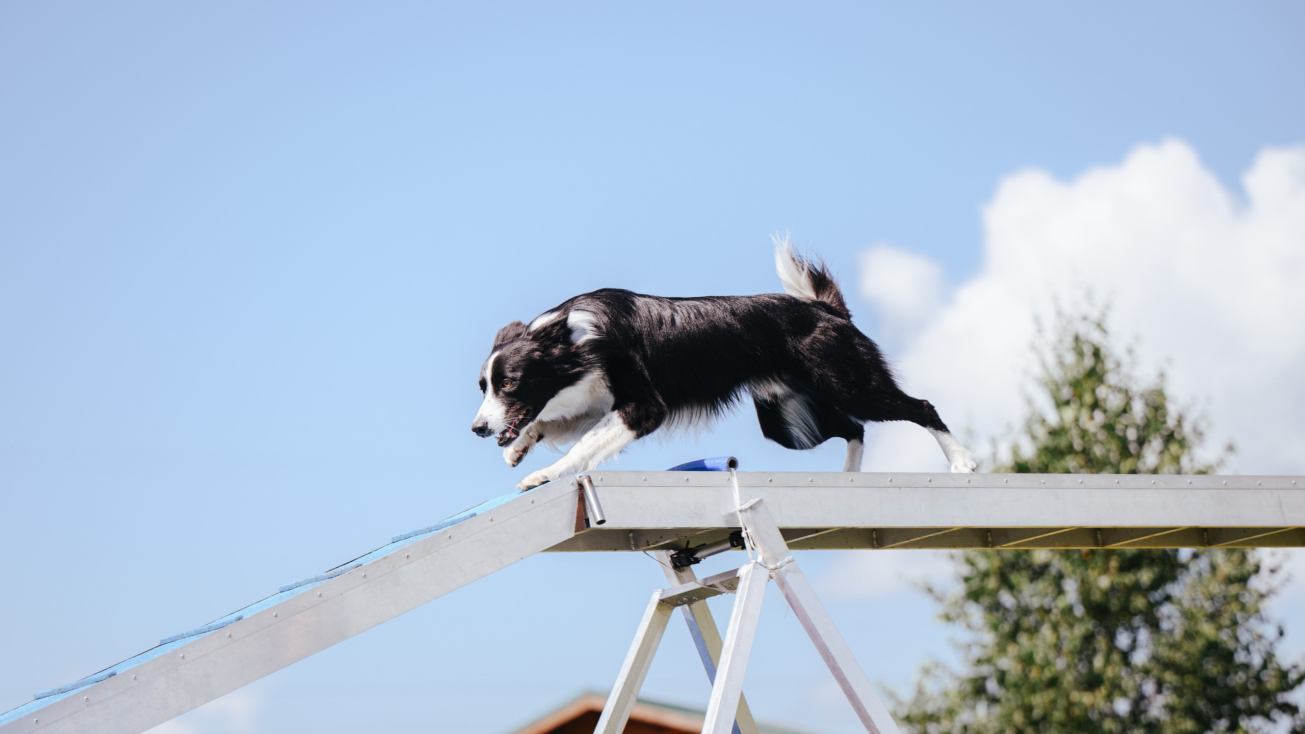 Аджилити. Семейный фотограф анималист Ананьева Мария — Москва