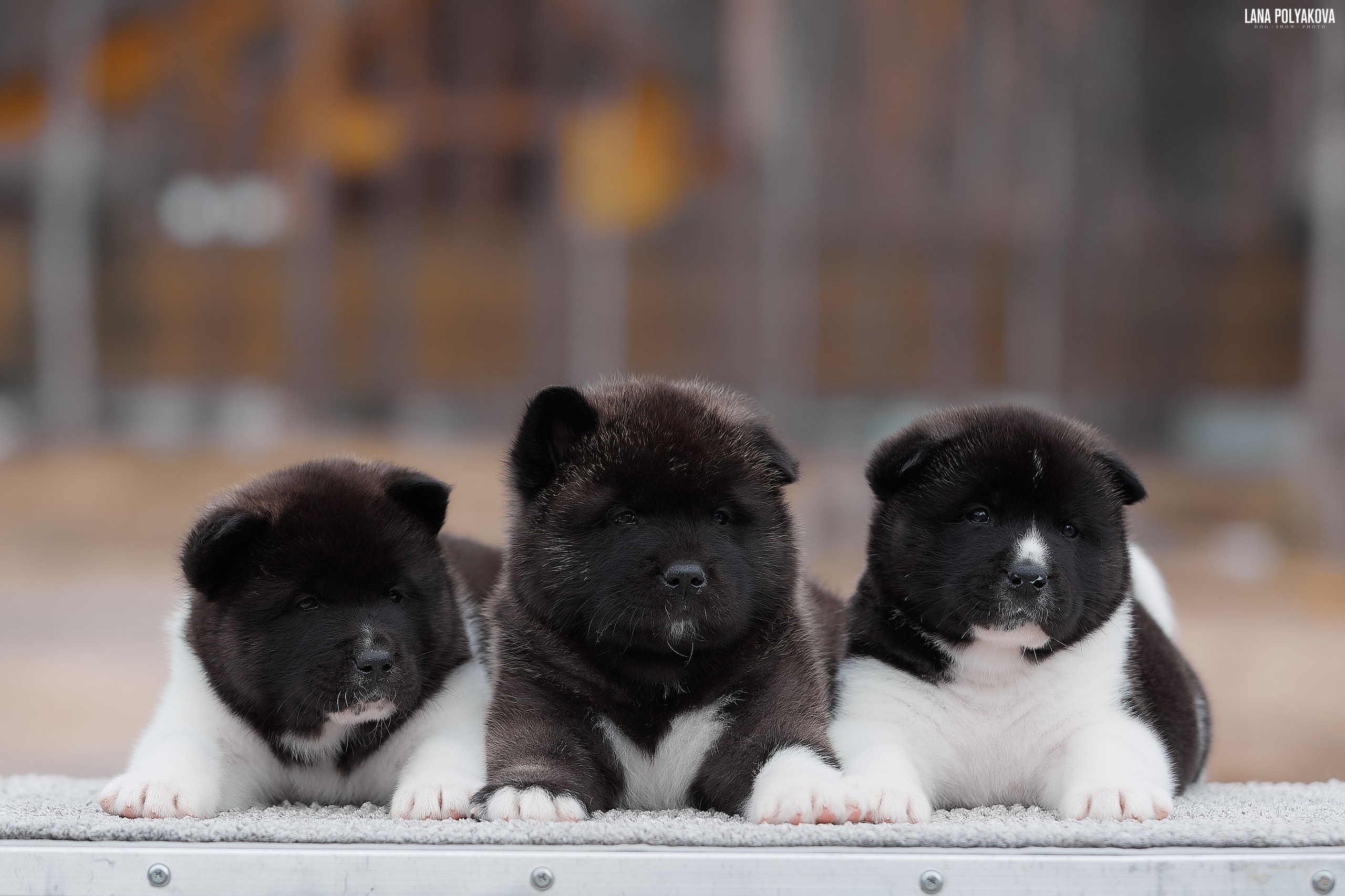 Щенки американской акиты в Санкт-Петербурге, Питомник Рубилайт Rubylight kennel 
Отец: IMAGINE DRAGON (Ruthdales Makin A Statement & Dancing Queen) 
Мать: INFINIT HAPPY (Restyl-ing Paradise Sander & Airish Cream)  