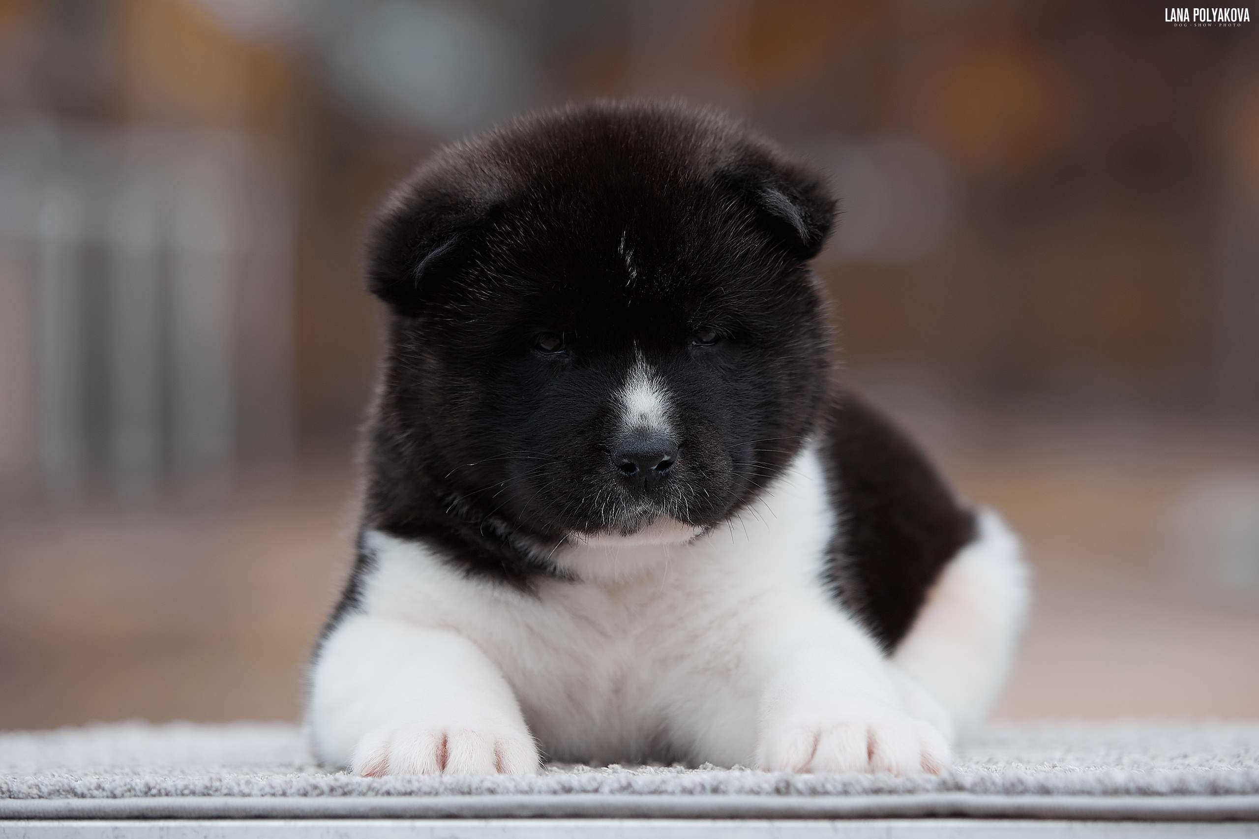 Щенки американской акиты в Санкт-Петербурге, Питомник Рубилайт Rubylight kennel 
Отец: IMAGINE DRAGON (Ruthdales Makin A Statement & Dancing Queen) 
Мать: INFINIT HAPPY (Restyl-ing Paradise Sander & Airish Cream)  