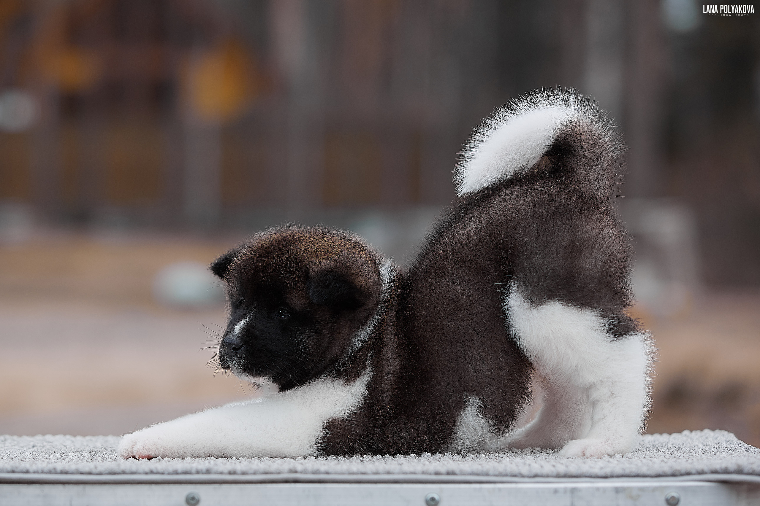 Щенки американской акиты в Санкт-Петербурге, Питомник Рубилайт Rubylight kennel 
Отец: IMAGINE DRAGON (Ruthdales Makin A Statement & Dancing Queen) 
Мать: INFINIT HAPPY (Restyl-ing Paradise Sander & Airish Cream)  