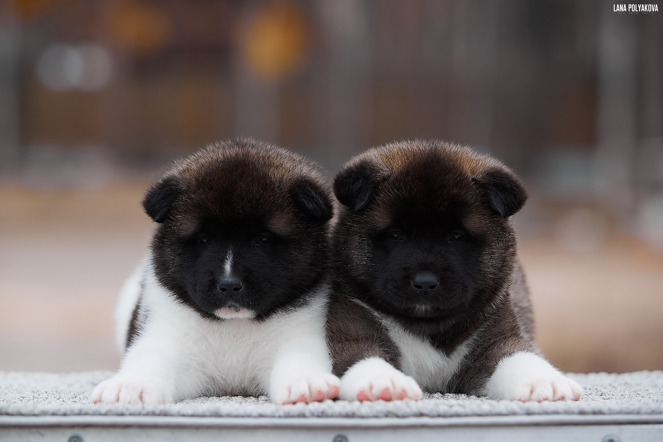 Щенки американской акиты в Санкт-Петербурге, Питомник Рубилайт Rubylight kennel 
Отец: IMAGINE DRAGON (Ruthdales Makin A Statement & Dancing Queen) 
Мать: INFINIT HAPPY (Restyl-ing Paradise Sander & Airish Cream)  