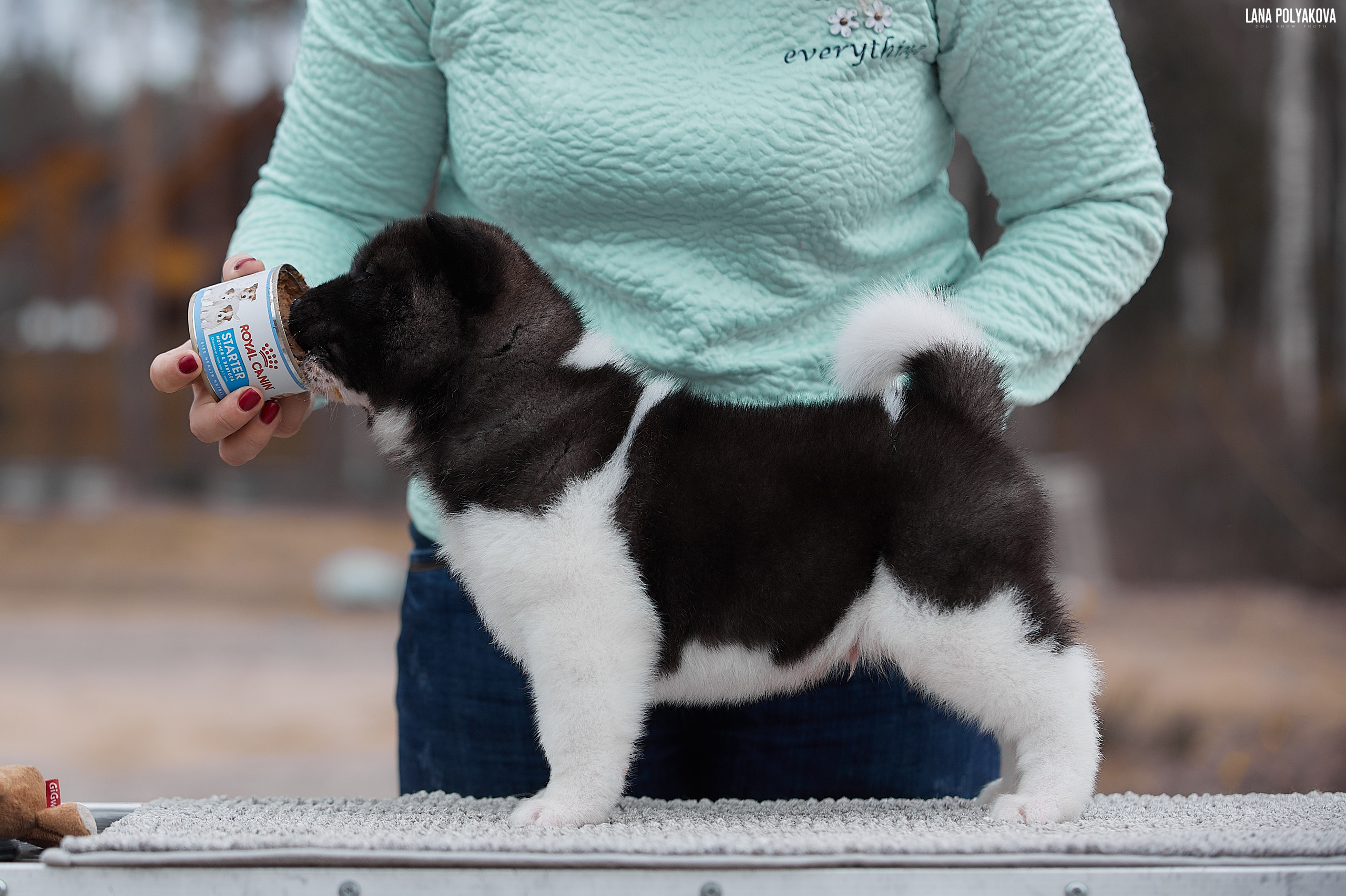 Щенки американской акиты в Санкт-Петербурге, Питомник Рубилайт Rubylight kennel 
Отец: IMAGINE DRAGON (Ruthdales Makin A Statement & Dancing Queen) 
Мать: INFINIT HAPPY (Restyl-ing Paradise Sander & Airish Cream)  