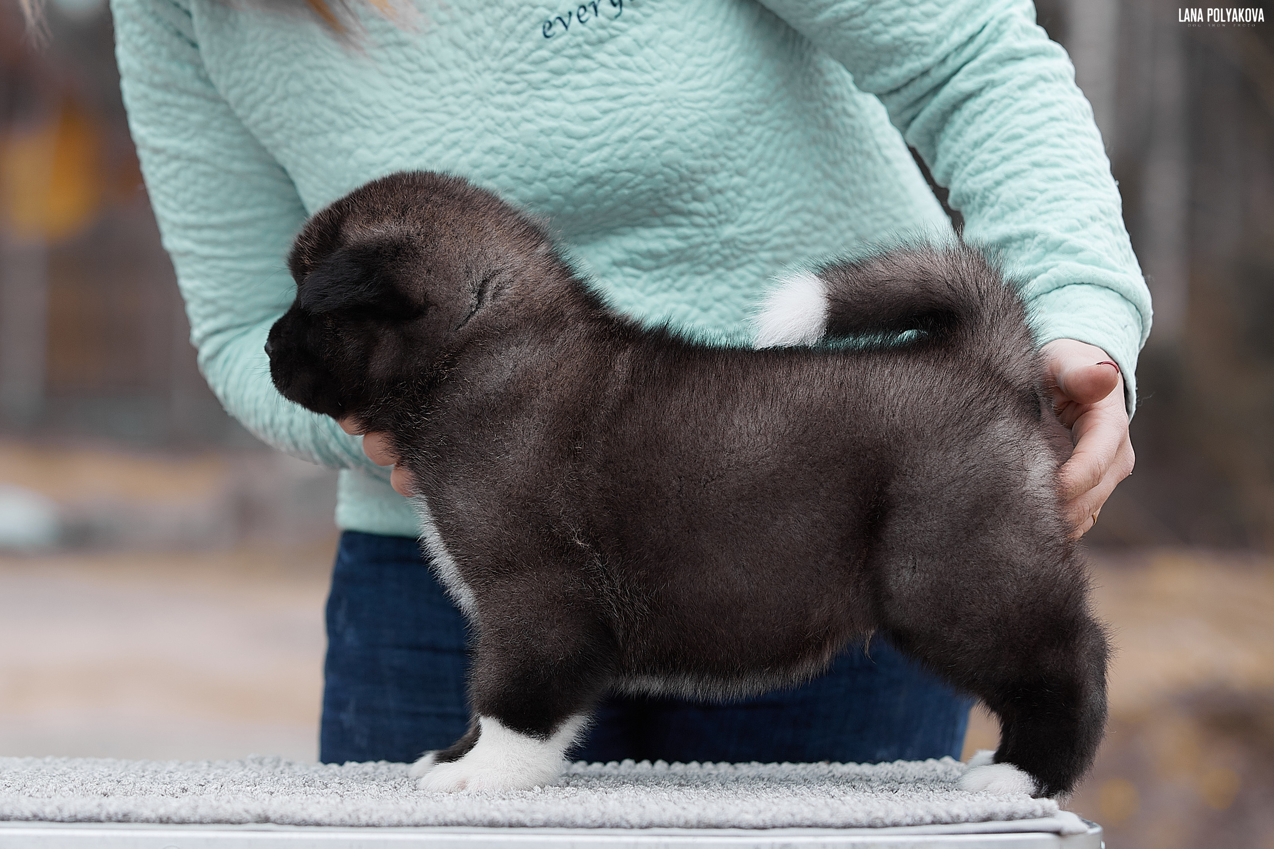 Щенки американской акиты в Санкт-Петербурге, Питомник Рубилайт Rubylight kennel 
Отец: IMAGINE DRAGON (Ruthdales Makin A Statement & Dancing Queen) 
Мать: INFINIT HAPPY (Restyl-ing Paradise Sander & Airish Cream)  