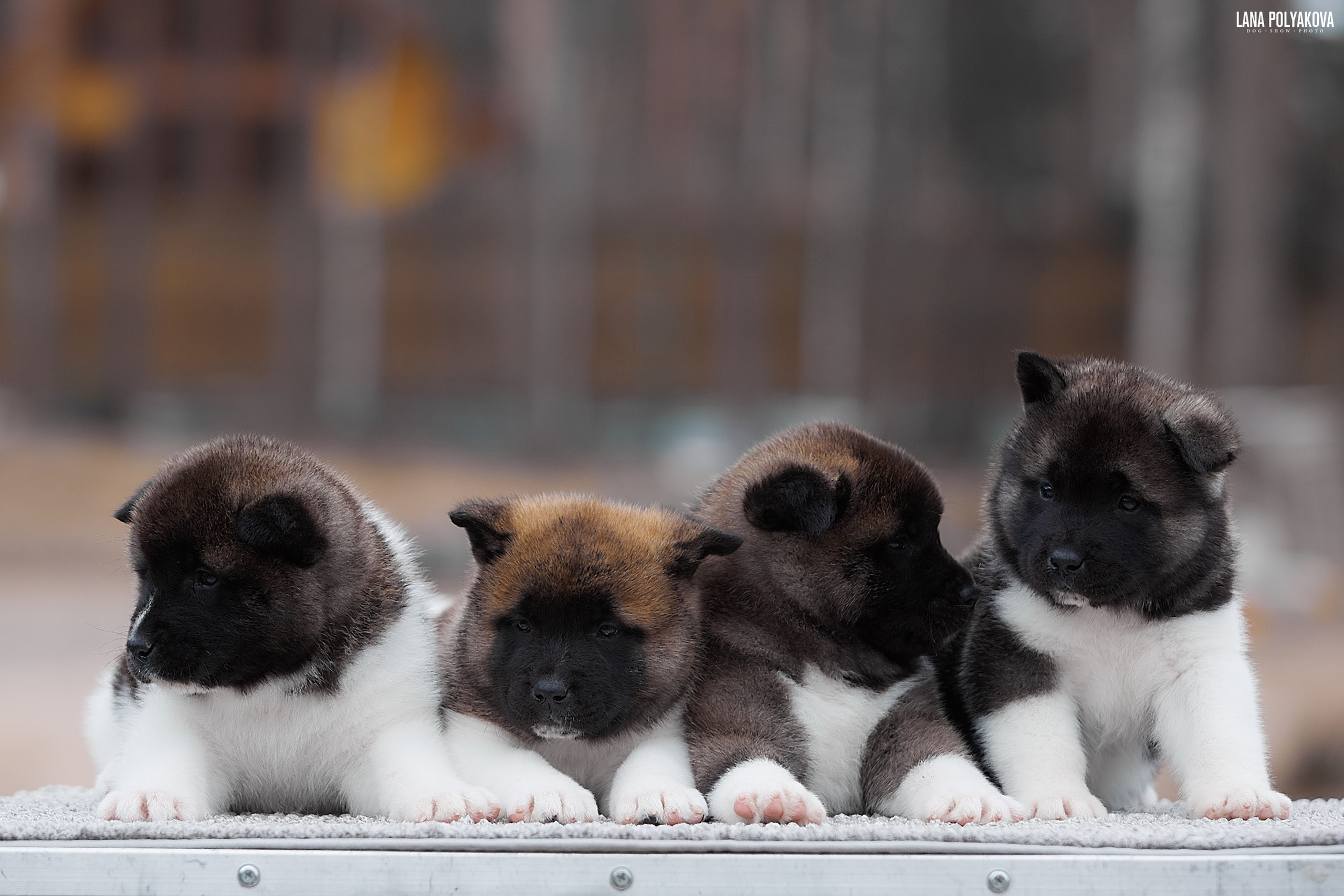 Щенки американской акиты в Санкт-Петербурге, Питомник Рубилайт Rubylight kennel 
Отец: IMAGINE DRAGON (Ruthdales Makin A Statement & Dancing Queen) 
Мать: INFINIT HAPPY (Restyl-ing Paradise Sander & Airish Cream)  