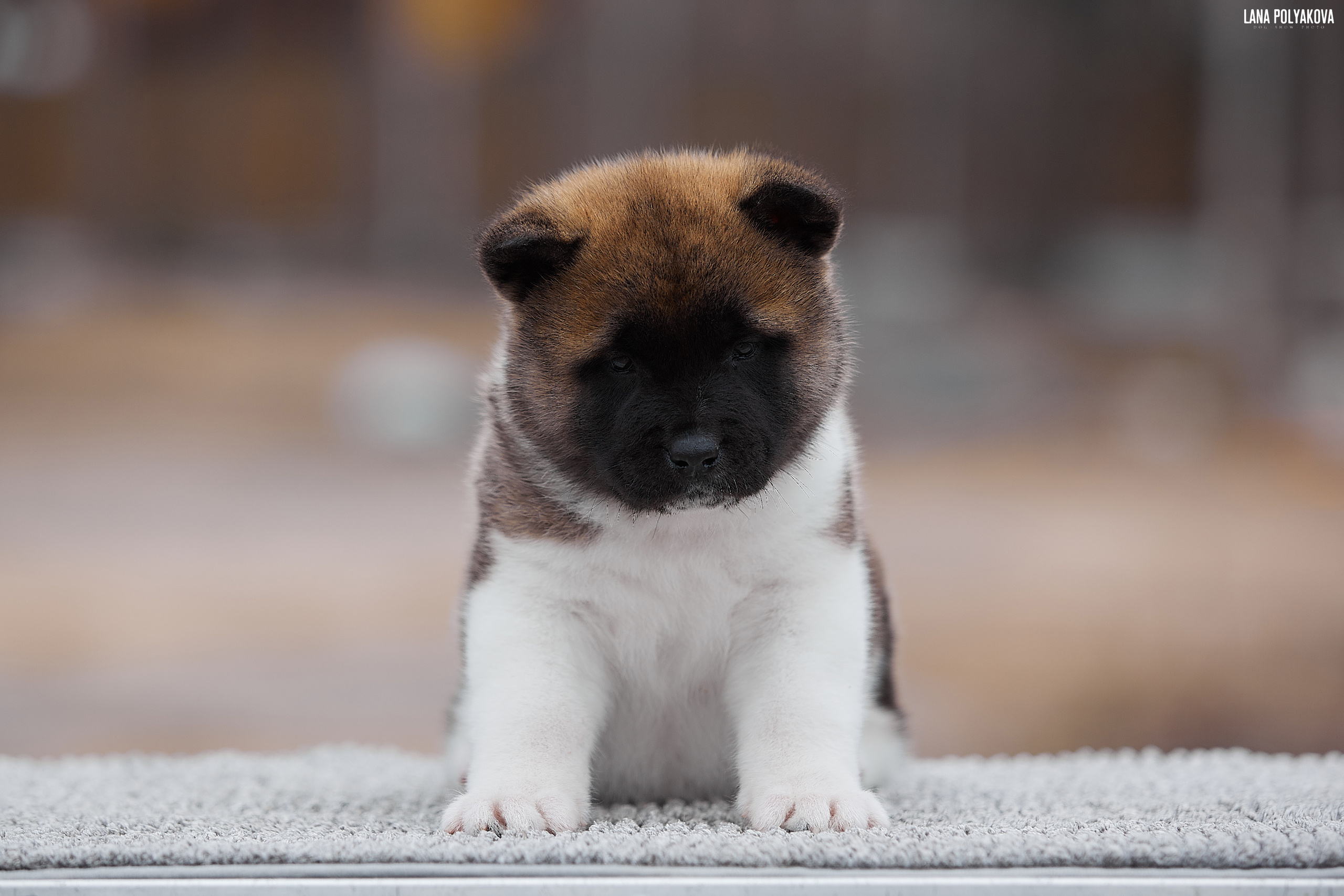 Щенки американской акиты в Санкт-Петербурге, Питомник Рубилайт Rubylight kennel 
Отец: IMAGINE DRAGON (Ruthdales Makin A Statement & Dancing Queen) 
Мать: INFINIT HAPPY (Restyl-ing Paradise Sander & Airish Cream)  