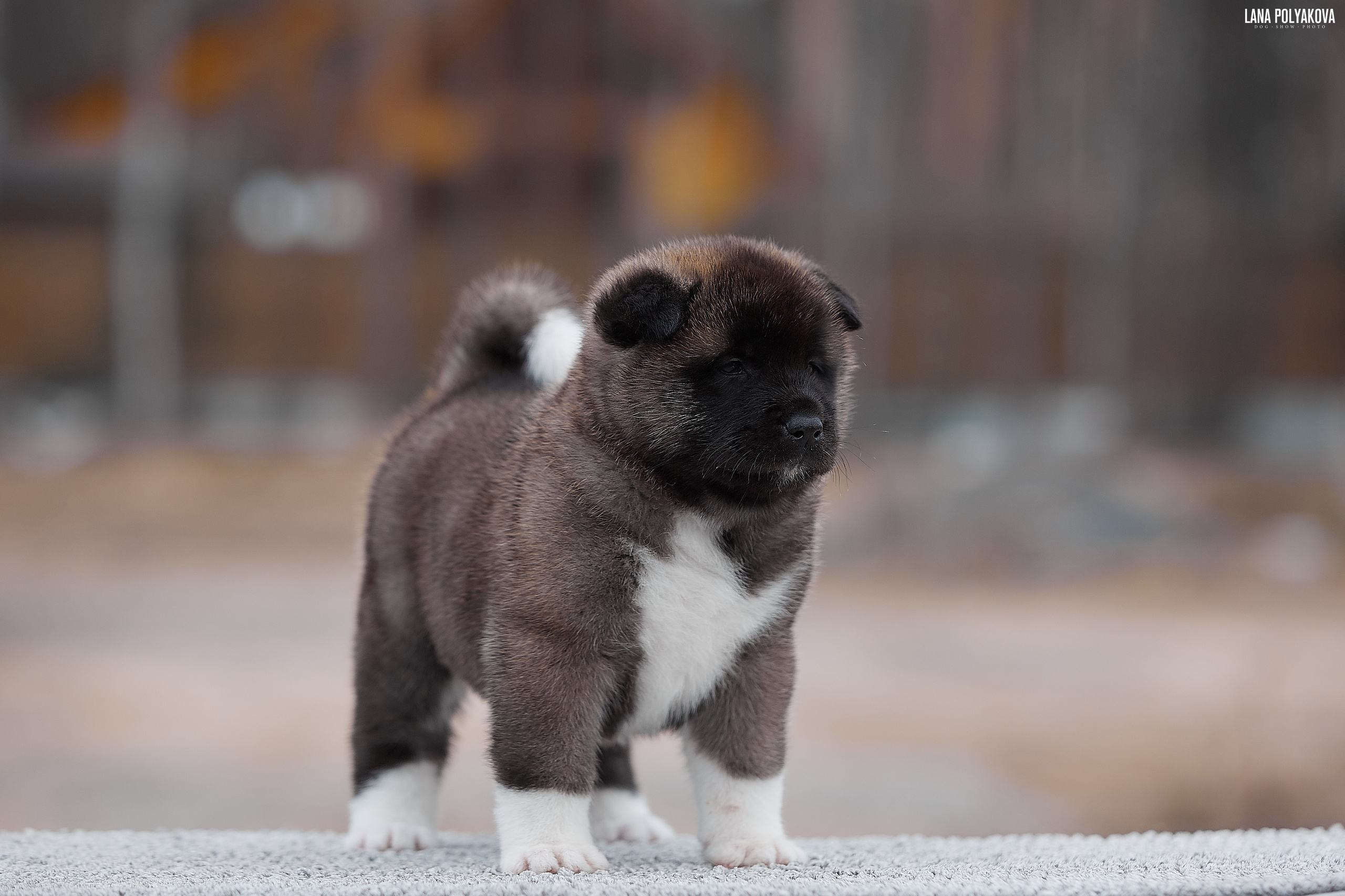 Щенки американской акиты в Санкт-Петербурге, Питомник Рубилайт Rubylight kennel 
Отец: IMAGINE DRAGON (Ruthdales Makin A Statement & Dancing Queen) 
Мать: INFINIT HAPPY (Restyl-ing Paradise Sander & Airish Cream)  