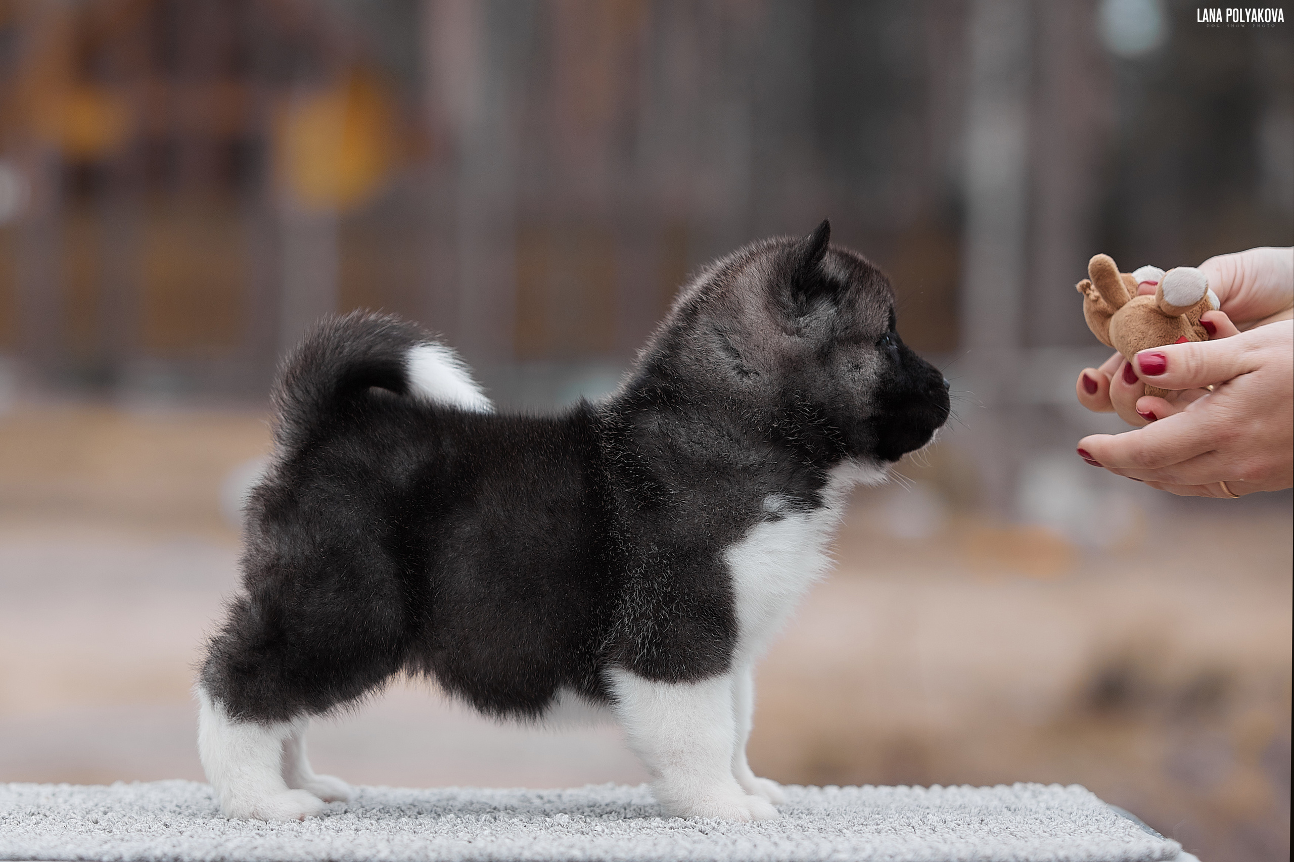 Щенки американской акиты в Санкт-Петербурге, Питомник Рубилайт Rubylight kennel 
Отец: IMAGINE DRAGON (Ruthdales Makin A Statement & Dancing Queen) 
Мать: INFINIT HAPPY (Restyl-ing Paradise Sander & Airish Cream)  