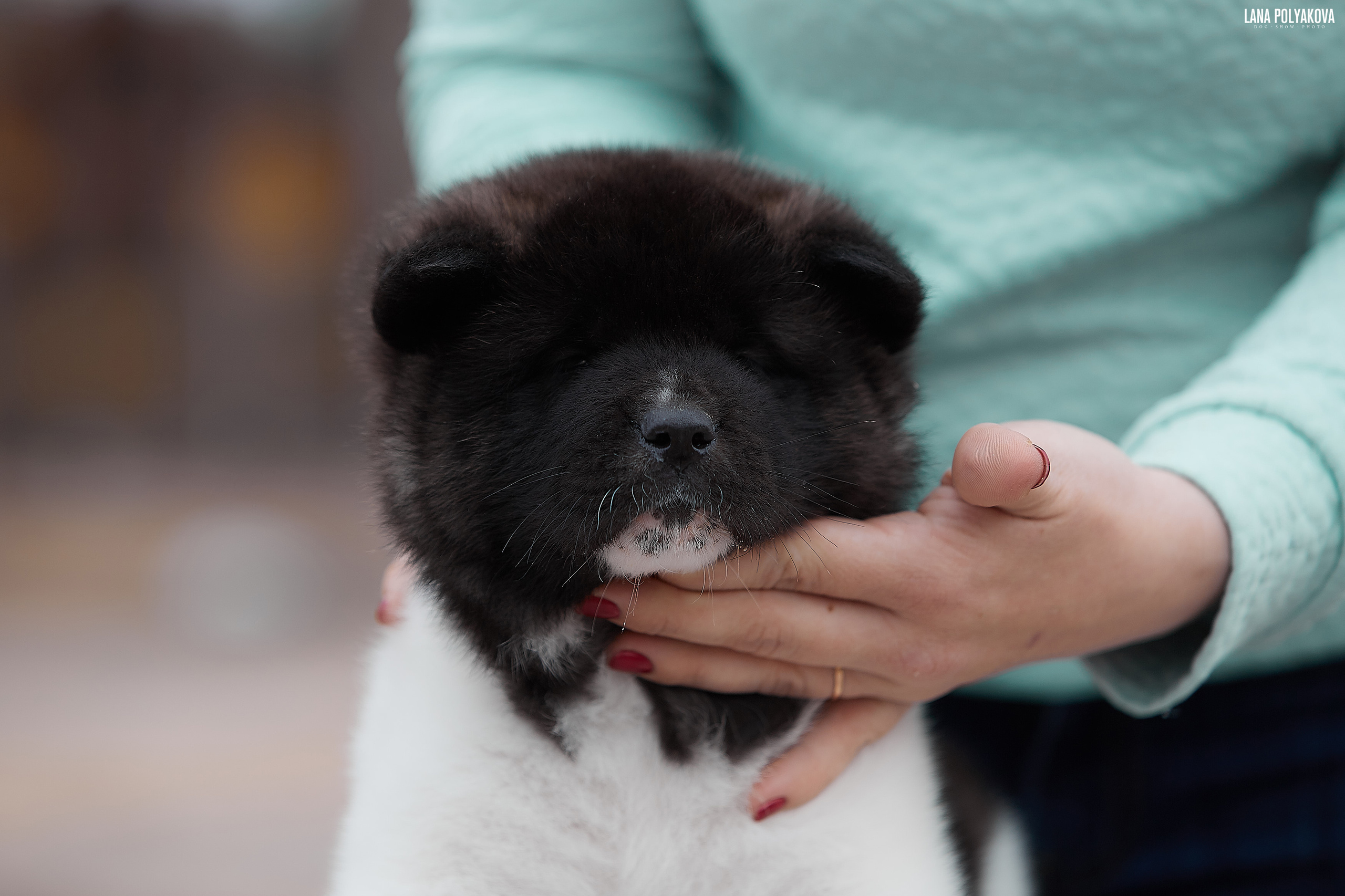 Щенки американской акиты в Санкт-Петербурге, Питомник Рубилайт Rubylight kennel 
Отец: IMAGINE DRAGON (Ruthdales Makin A Statement & Dancing Queen) 
Мать: INFINIT HAPPY (Restyl-ing Paradise Sander & Airish Cream)  