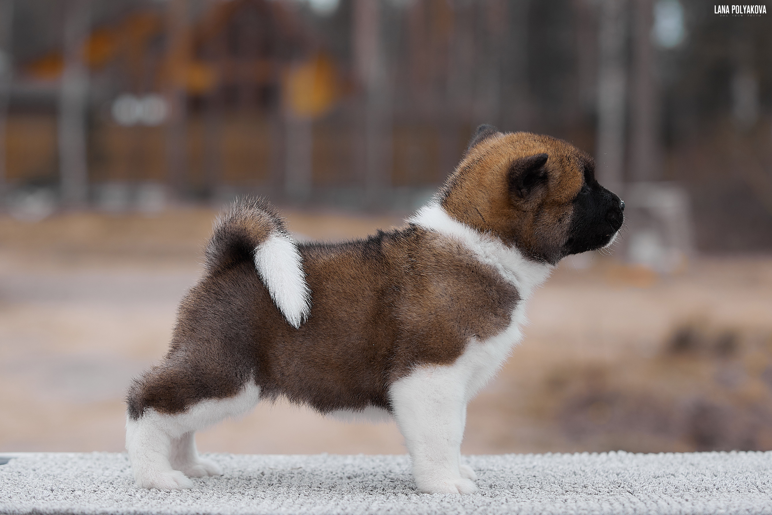 Щенки американской акиты в Санкт-Петербурге, Питомник Рубилайт Rubylight kennel 
Отец: IMAGINE DRAGON (Ruthdales Makin A Statement & Dancing Queen) 
Мать: INFINIT HAPPY (Restyl-ing Paradise Sander & Airish Cream)  