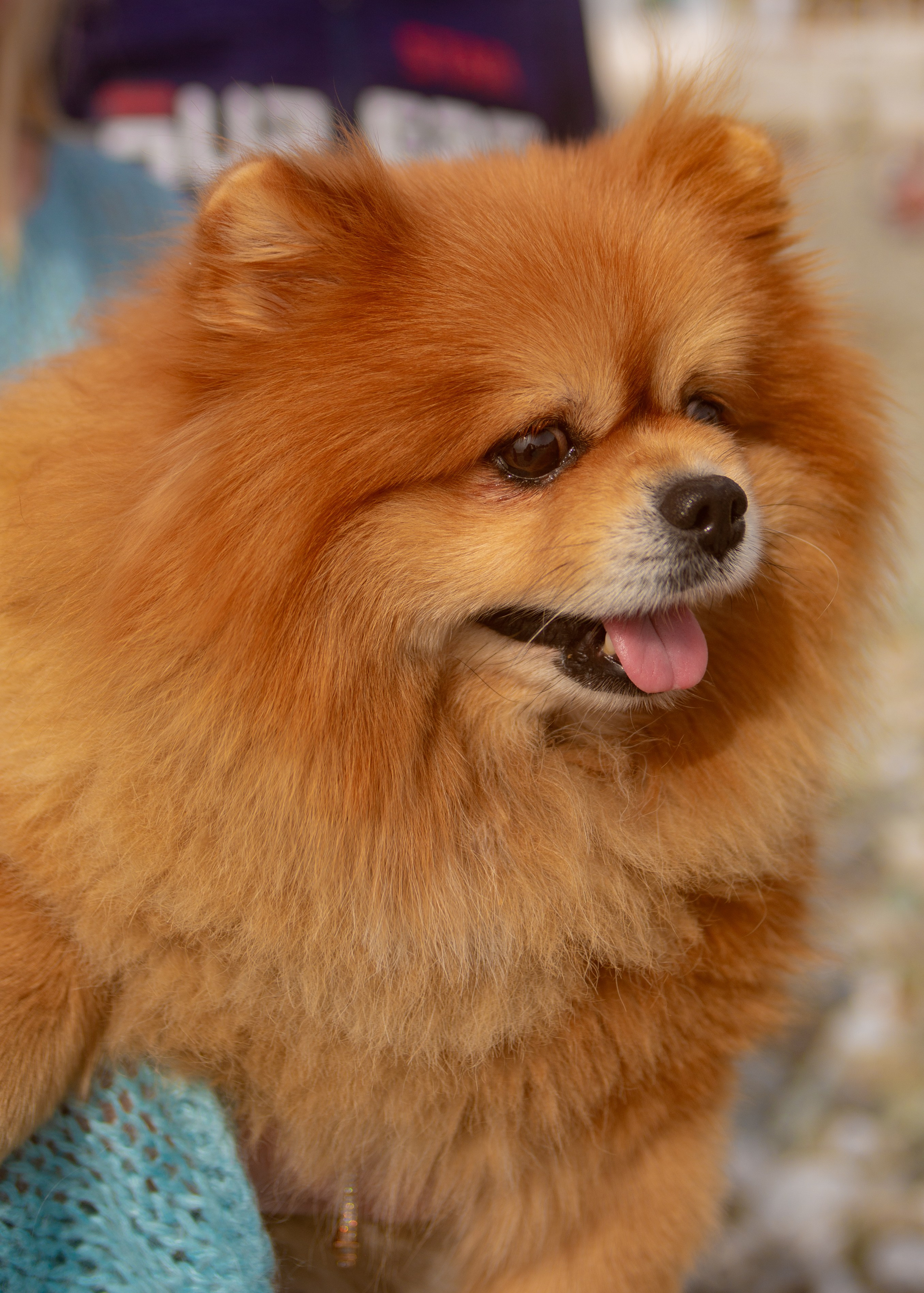 Отзывы. Фотограф Лазаревское. Индивидуальный и творческий фотограф, семейный и свадебный фотограф из Сочи