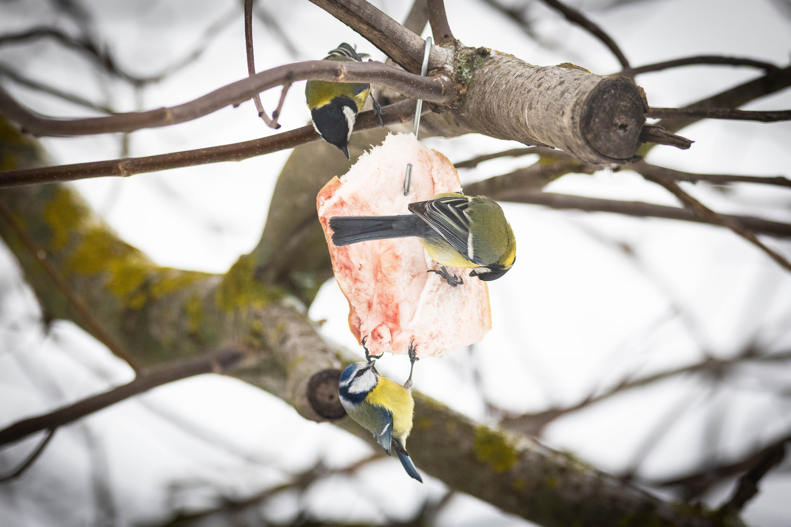 Дикий животный мир. Фотограф-АниМалист Анна Абрамова