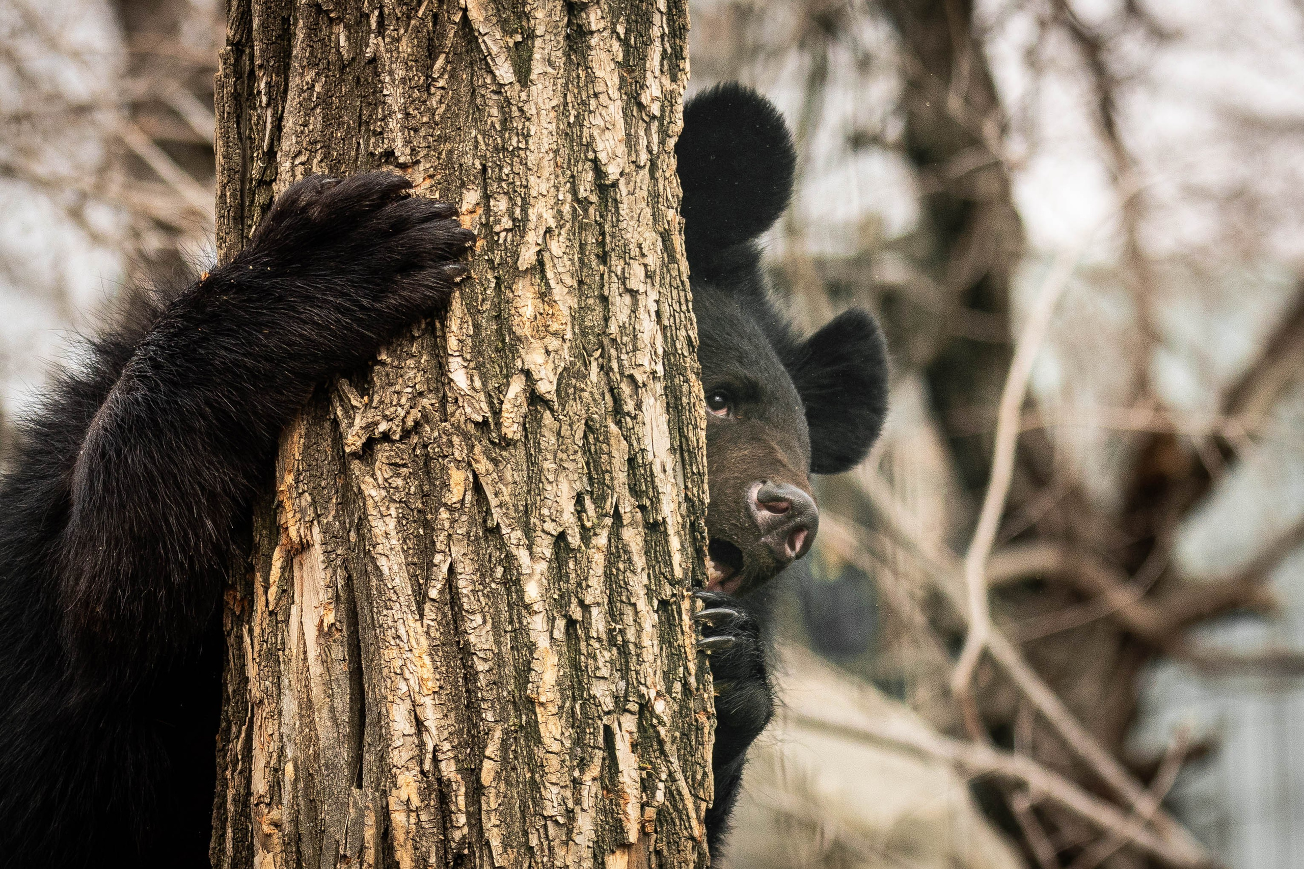 Парк Малинки 2026. Фотограф-АниМалист Анна Абрамова