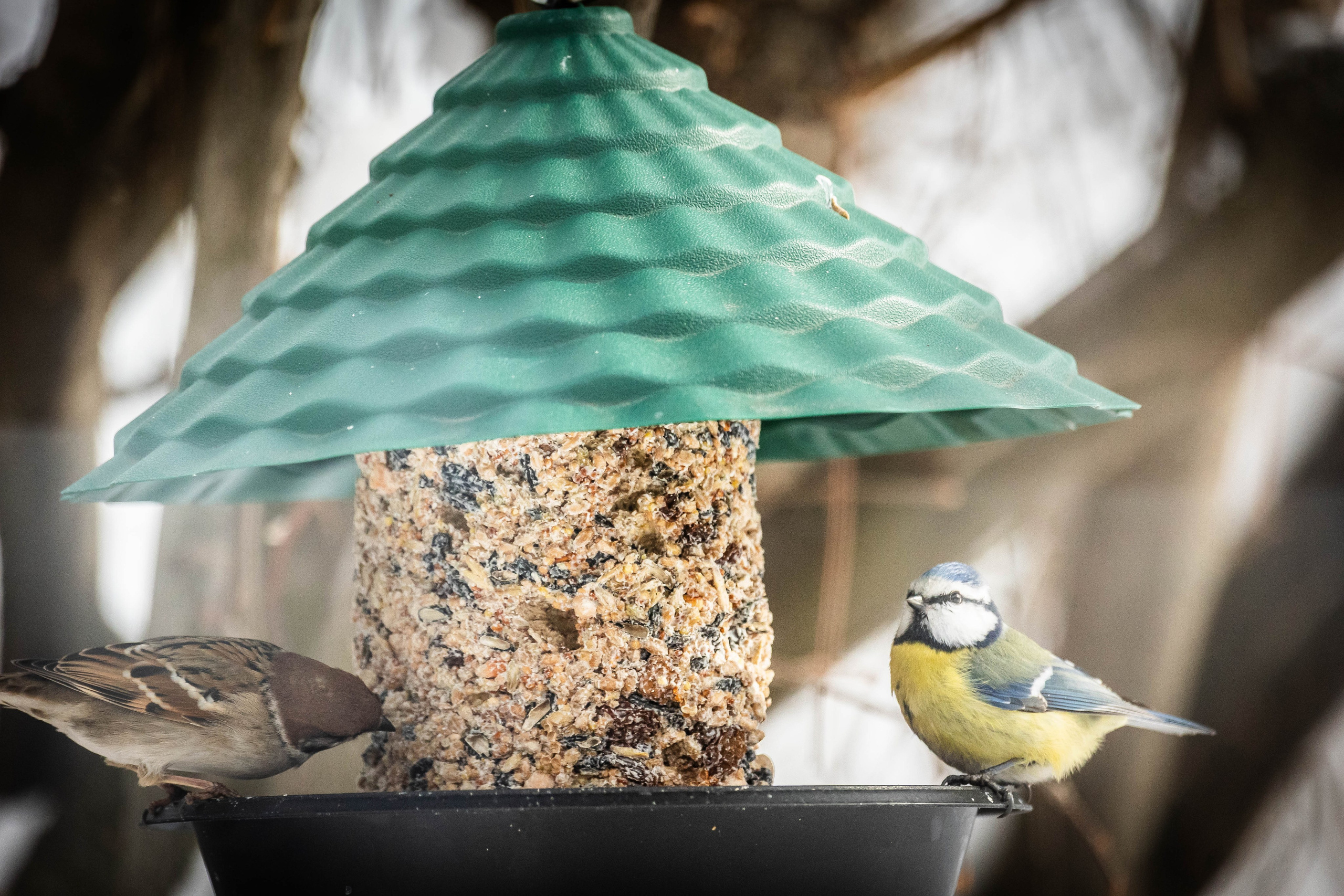 Дикий животный мир. Фотограф-АниМалист Анна Абрамова