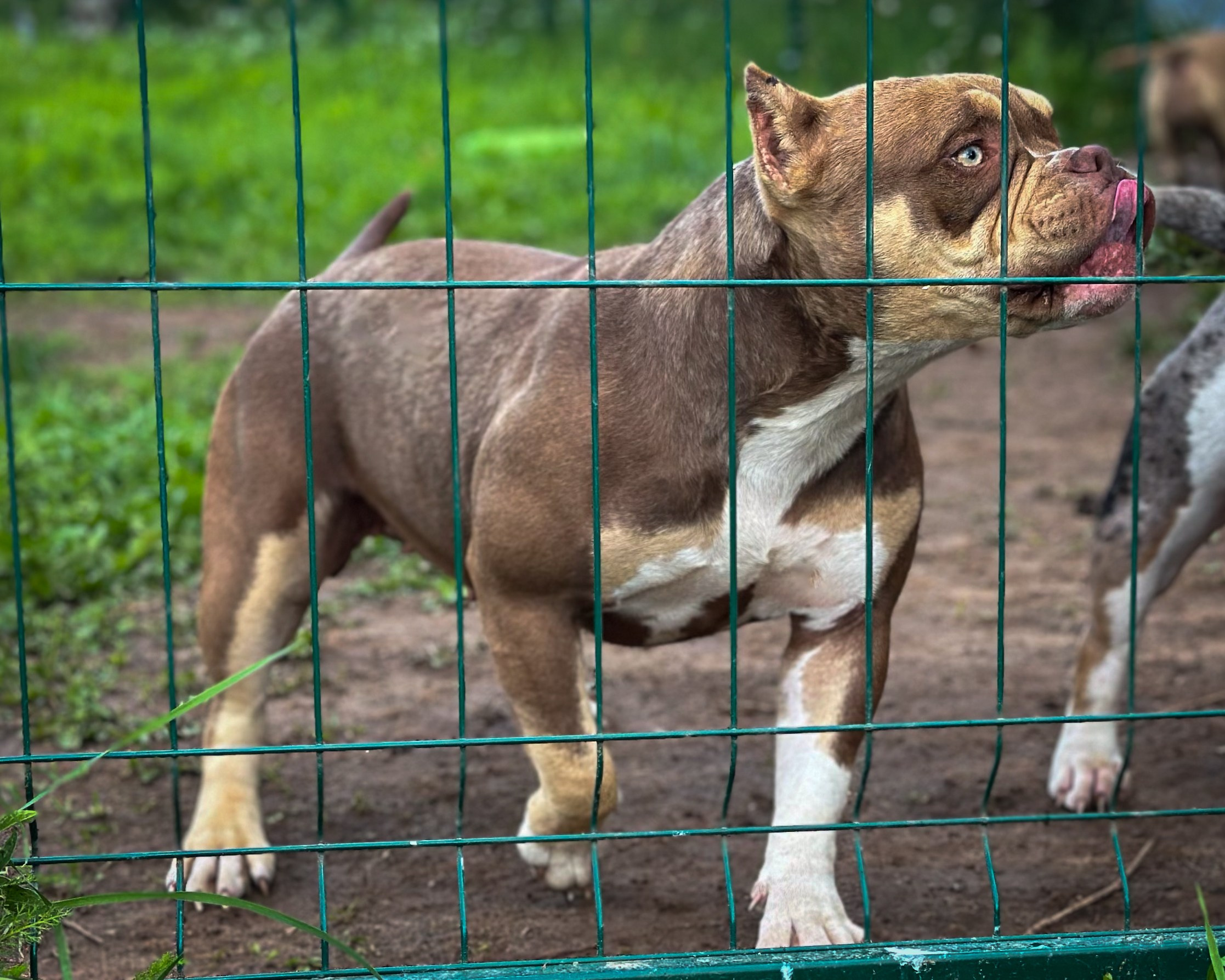 Ultimate Bully Tinky-Winky. Питомник американских булли Bounty Pride Bully