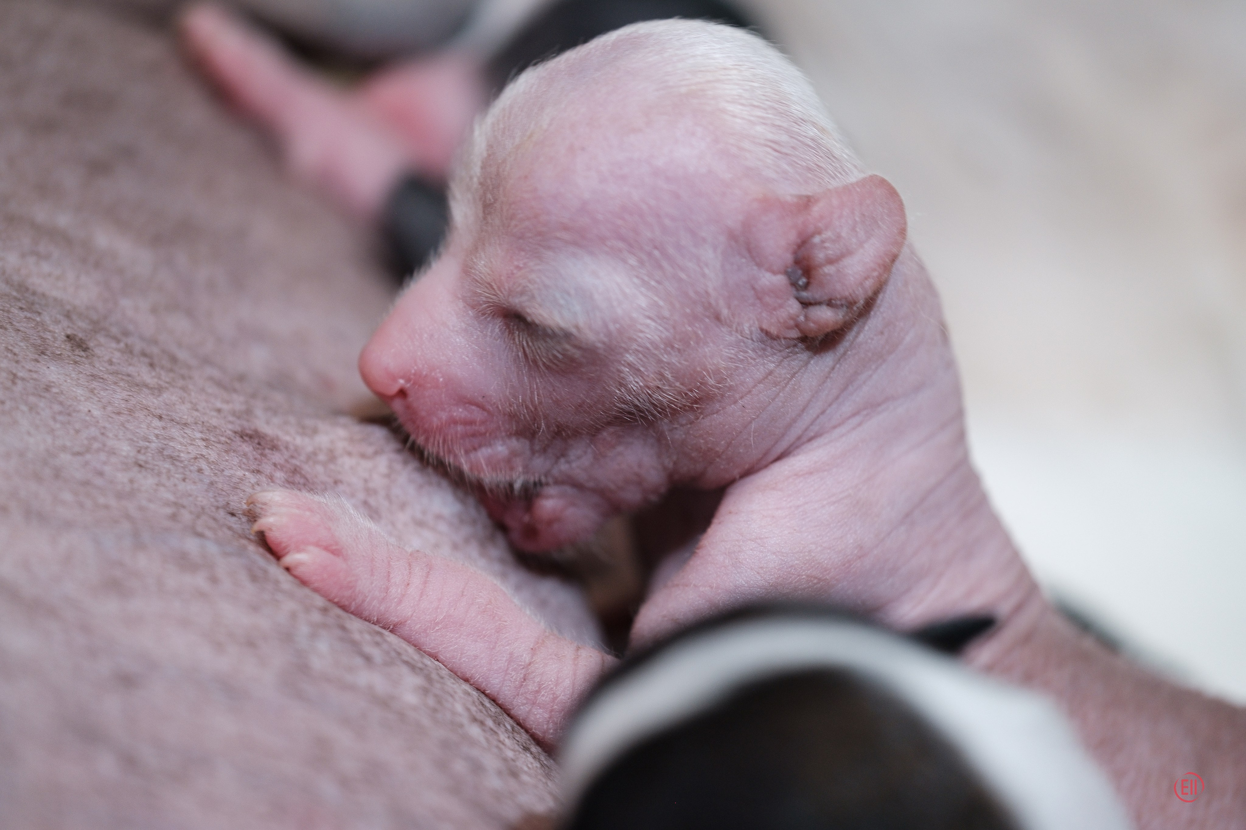 4-й день. Poale Ell Dora