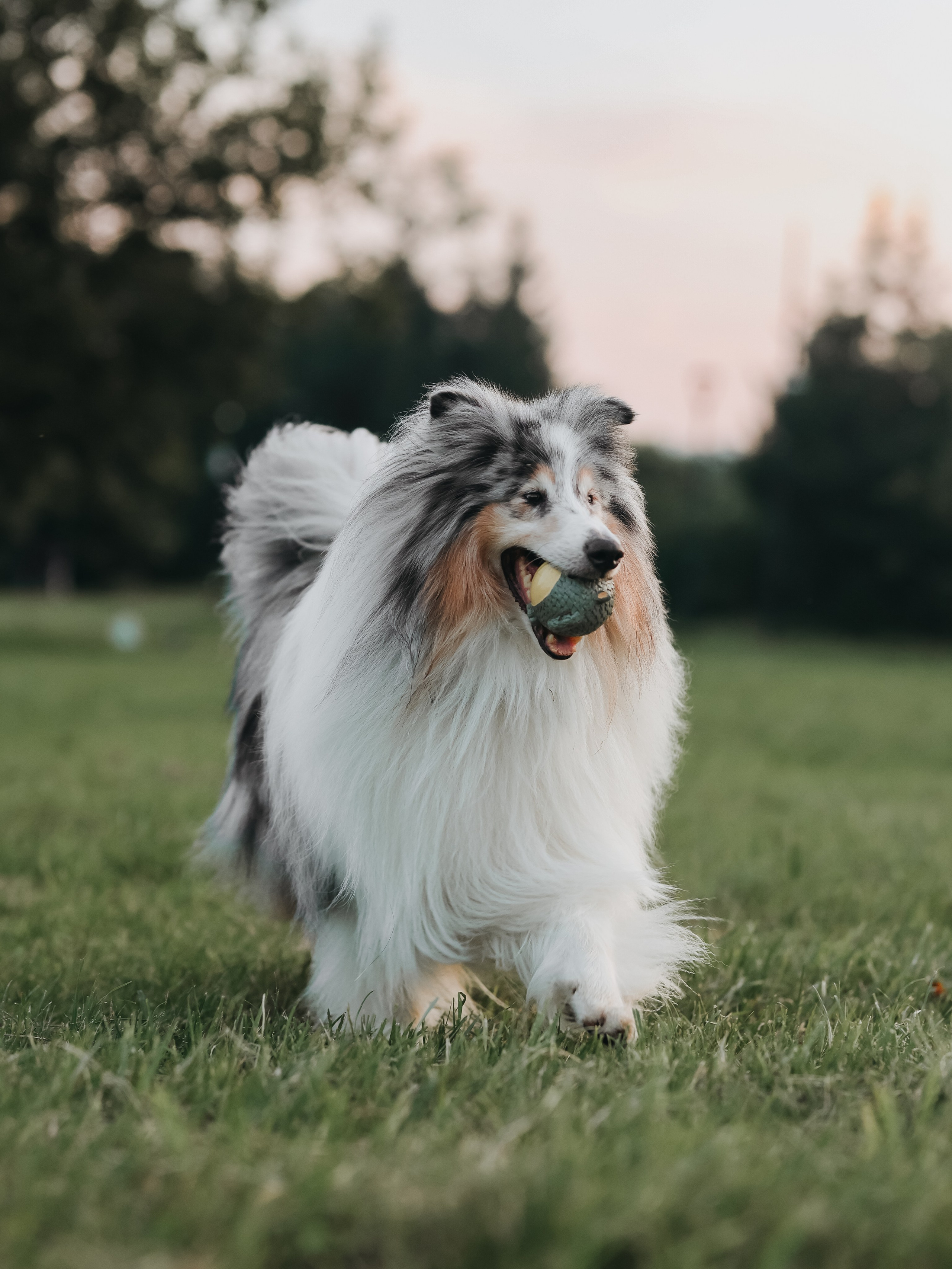 Гранд и Инга. Фотограф-анималист в Москве Кириллова Татьяна