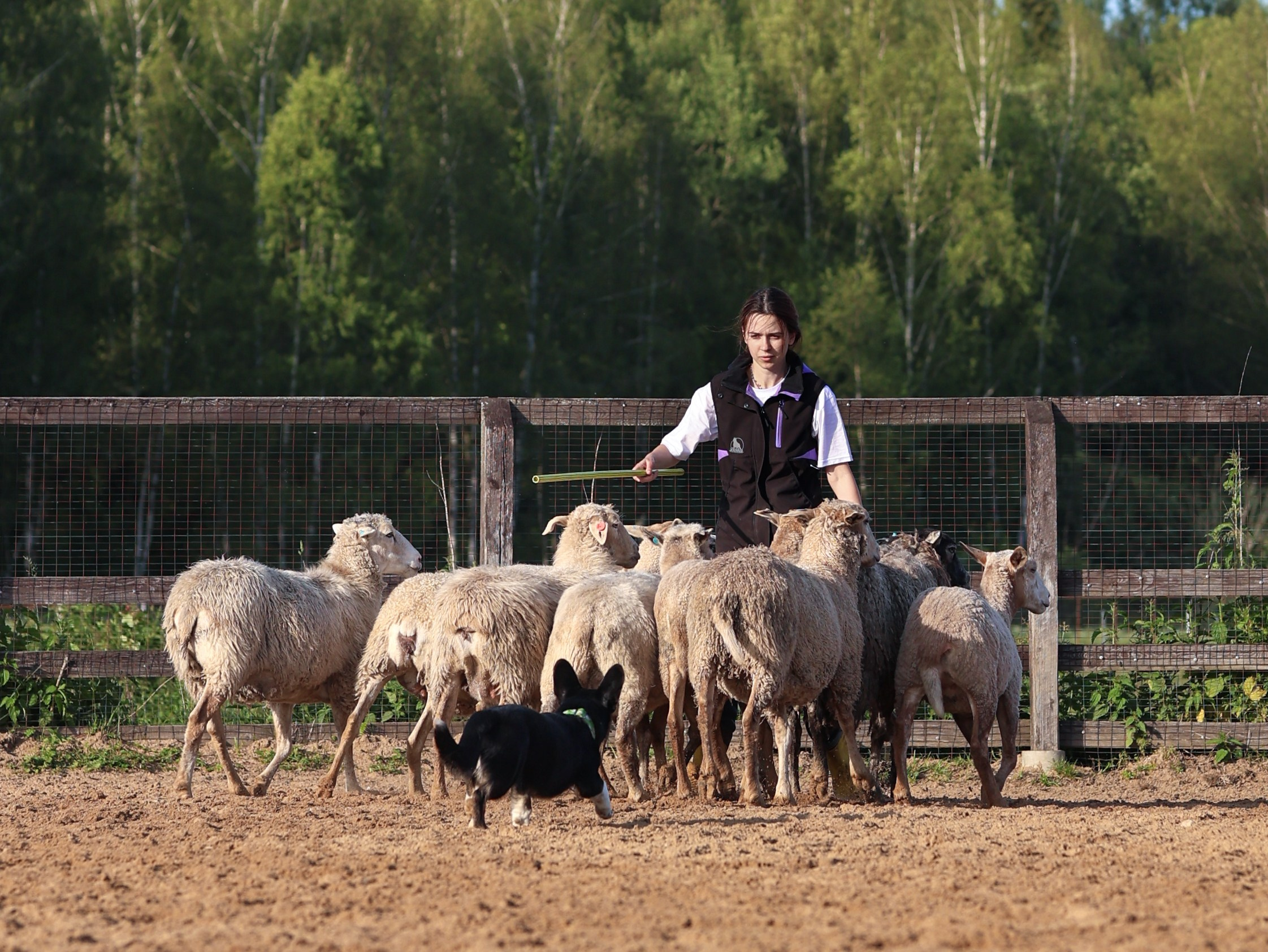Пастьба. Фотограф-анималист в Москве Кириллова Татьяна