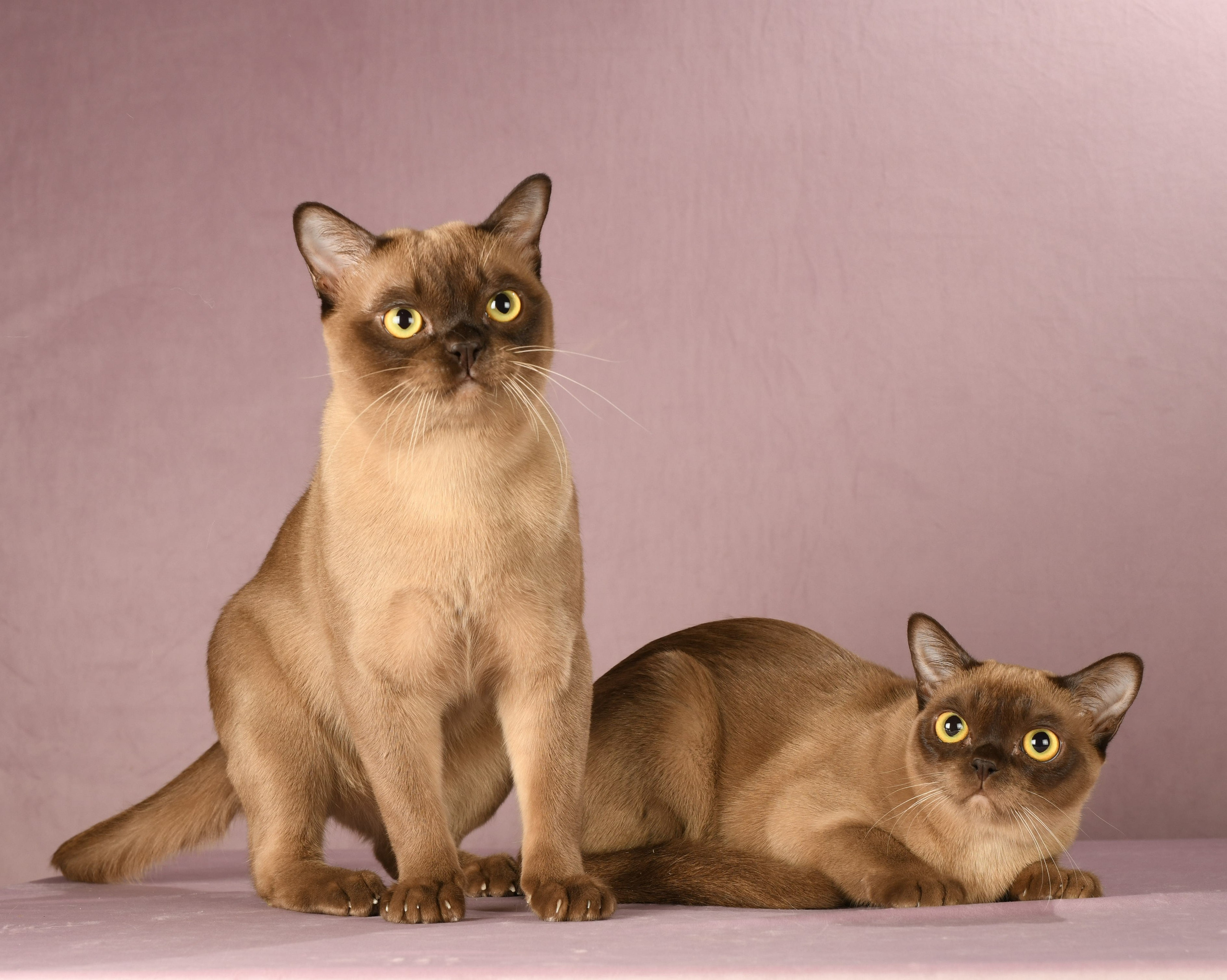 Котёнок американской бурмы. Las Burmas — питомник американской бурмы традиционных линий