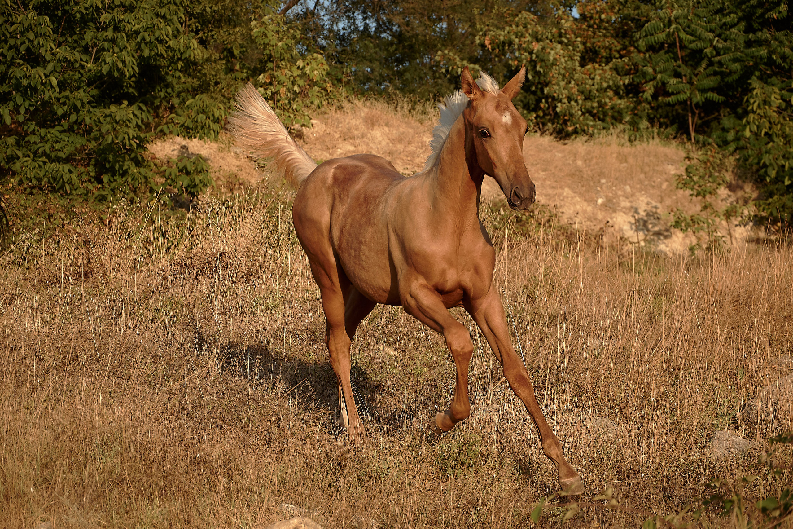 Чако-Эль. Фотограф в Севастополе