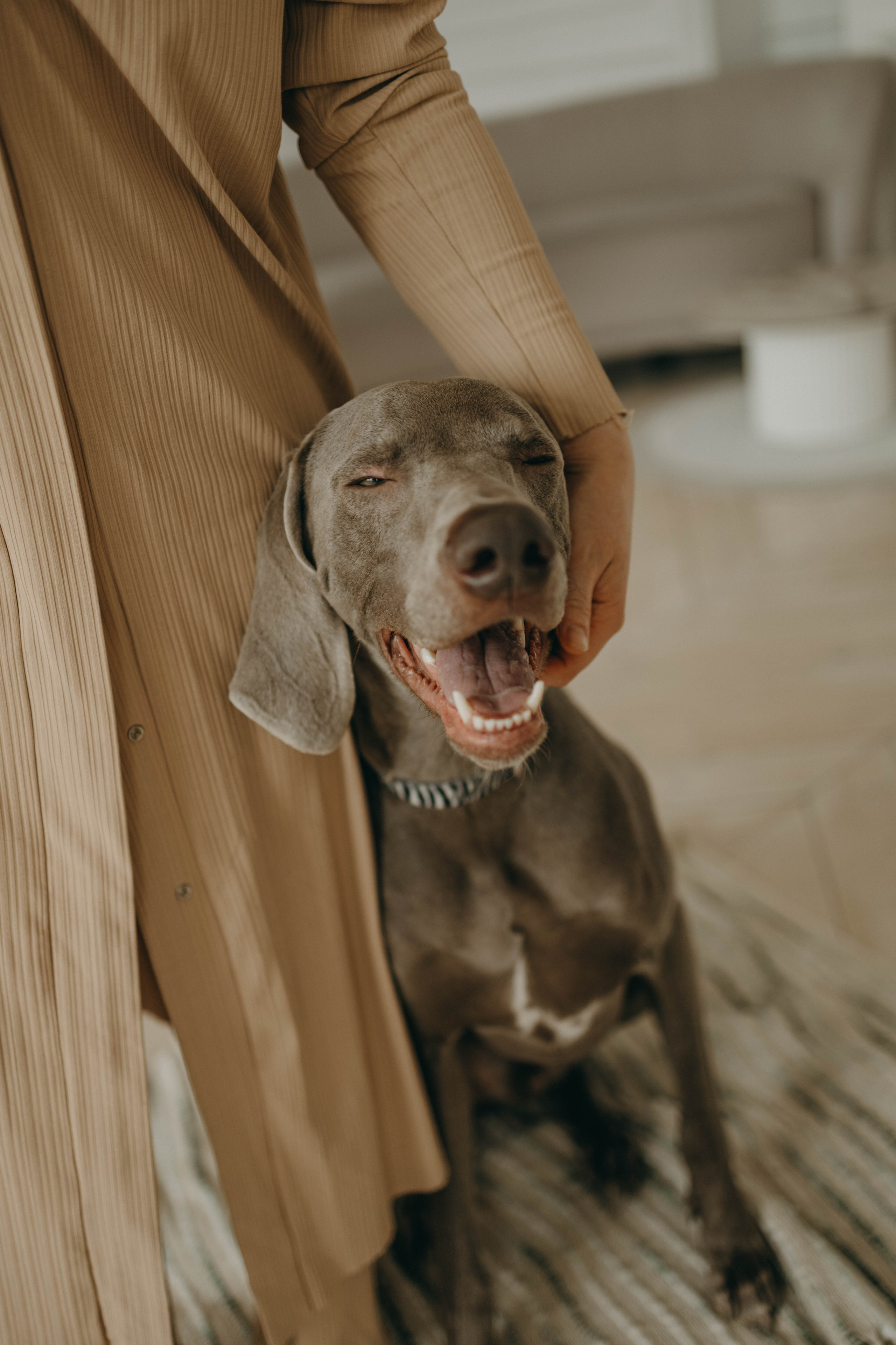 Фотосессия в студии с собакой. Фотограф-анималист в Екатеринбурге | Кристина