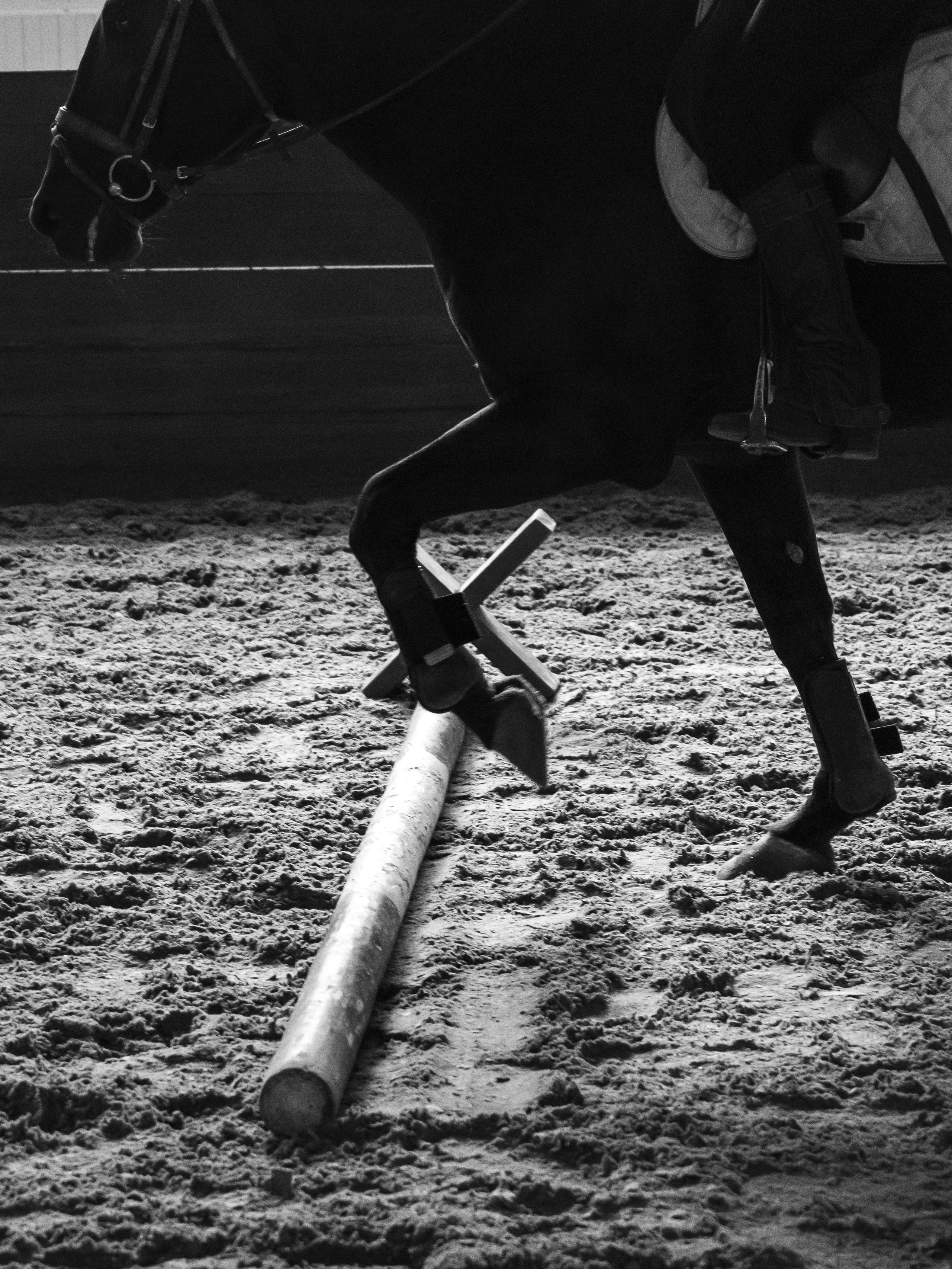 Верховая езда. Репортажный фотограф в Красной Поляне и Сочи Павлюченко Екатерина