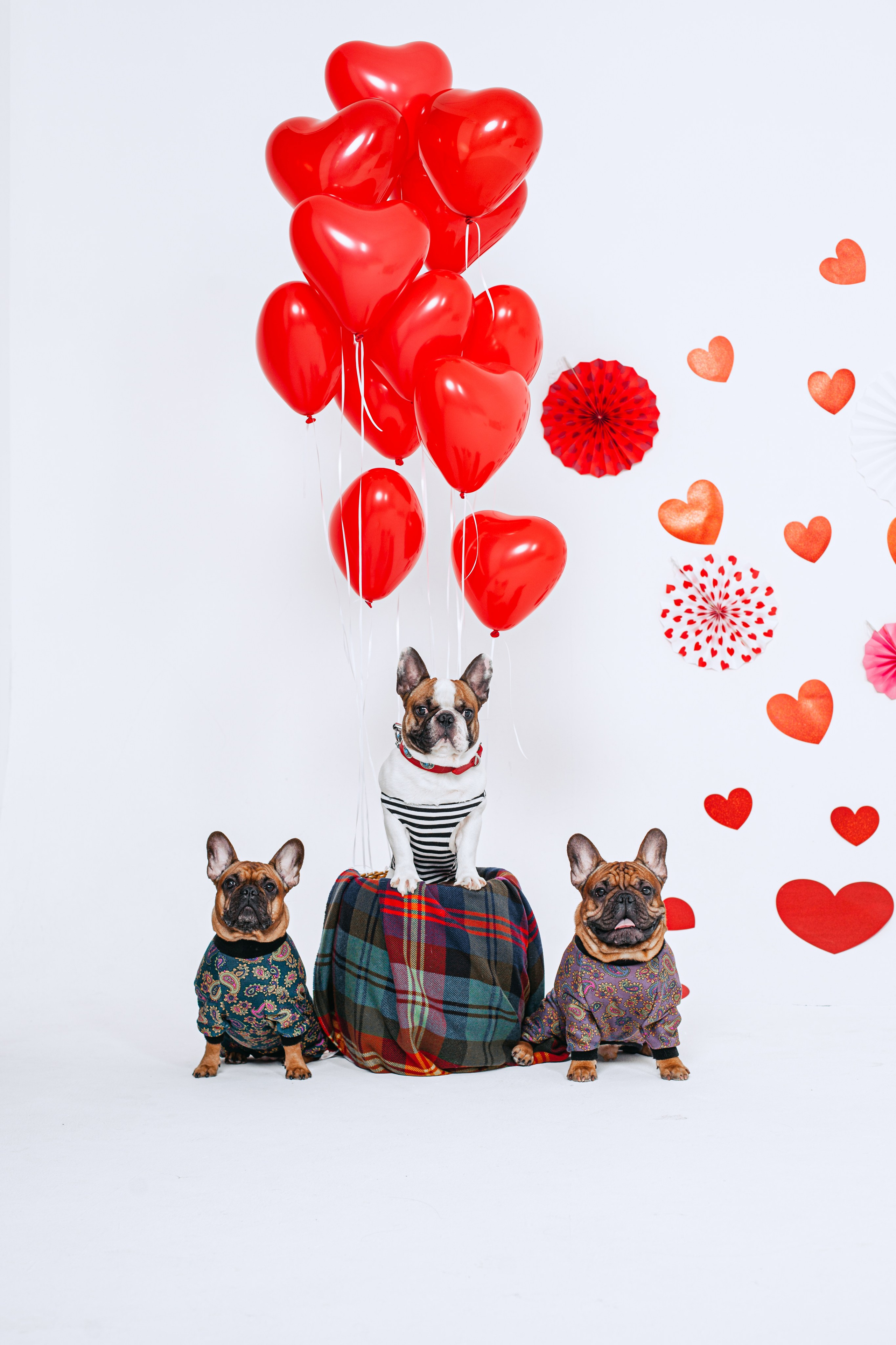 Пижамная вечеринка французских бульдогов и их хозяев. Фотограф-анималист Татьяна Степанова