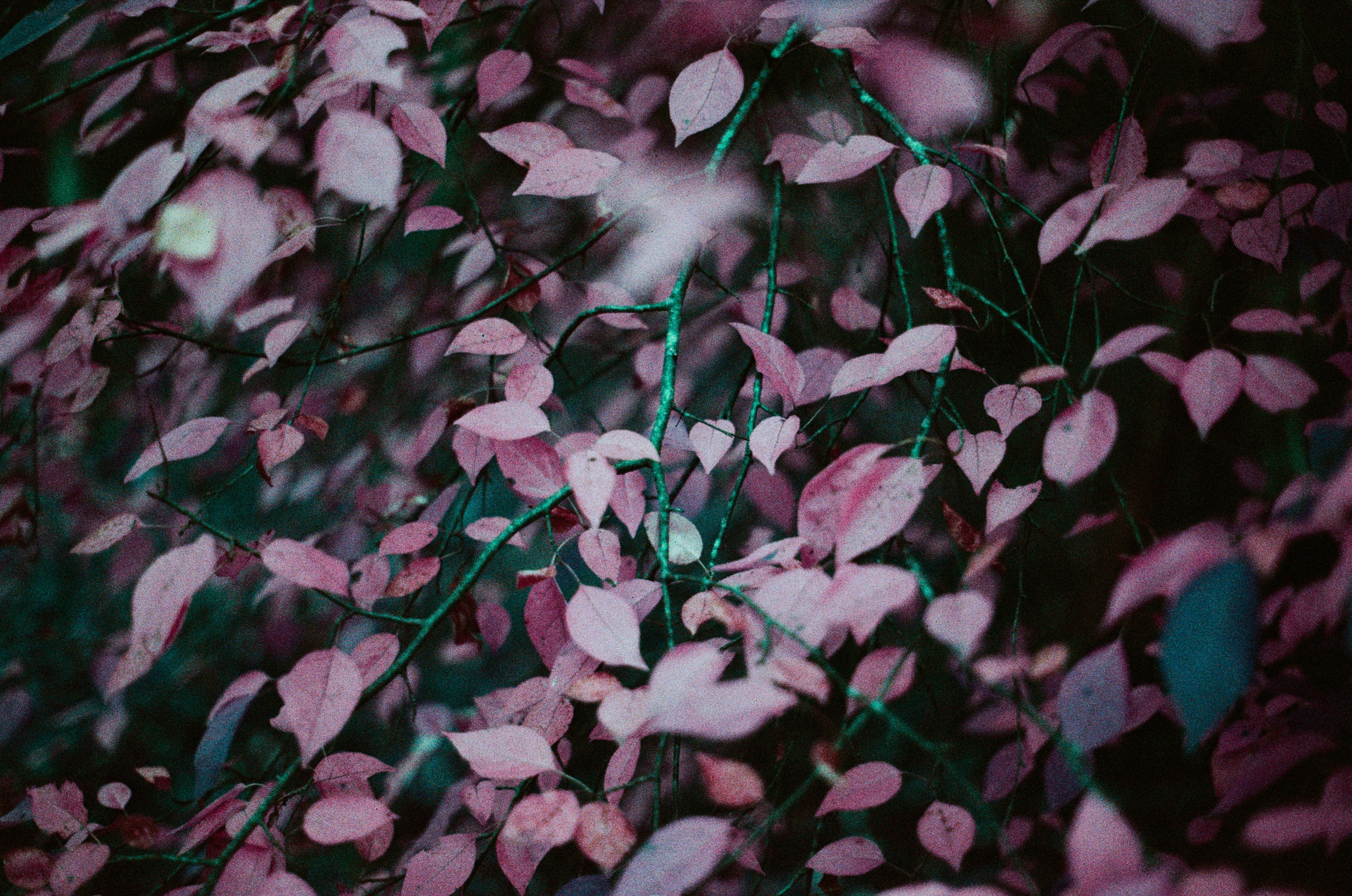 Purple overdose. EVER EXPOSED