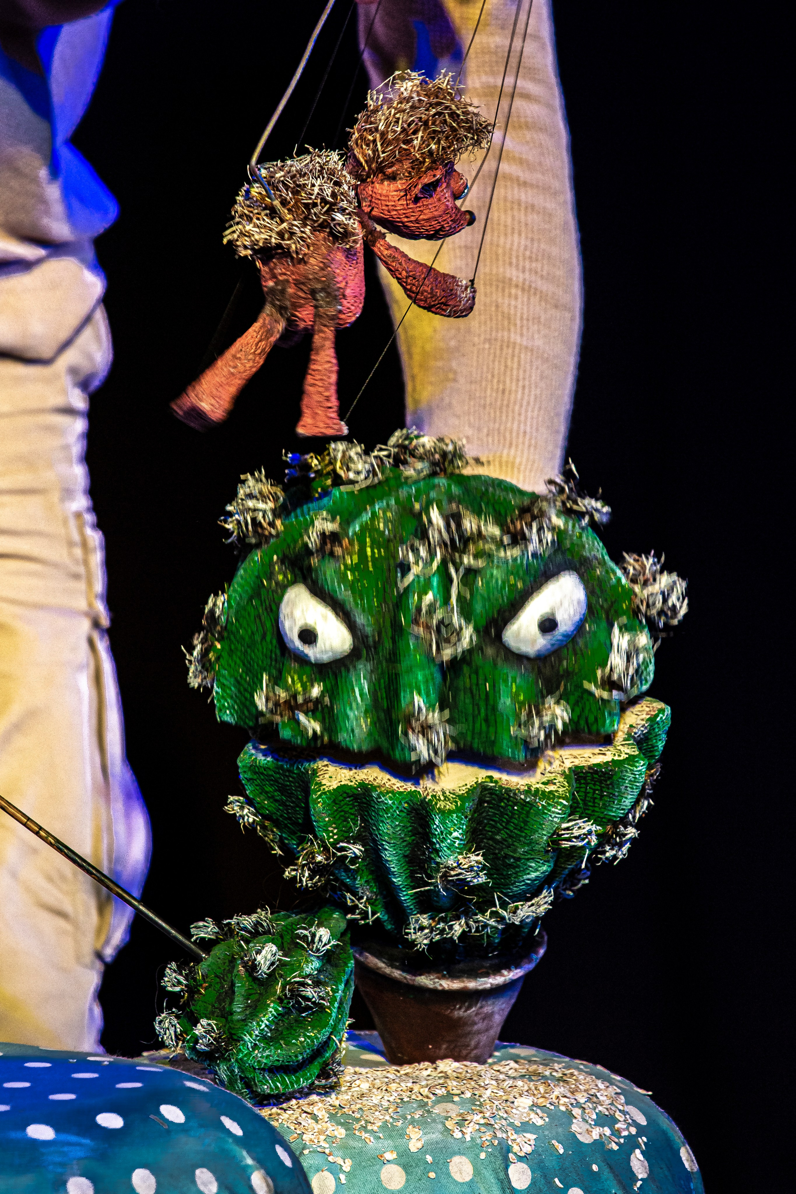 Колючая сказка. Фотограф в Сочи Юрий Шептаев