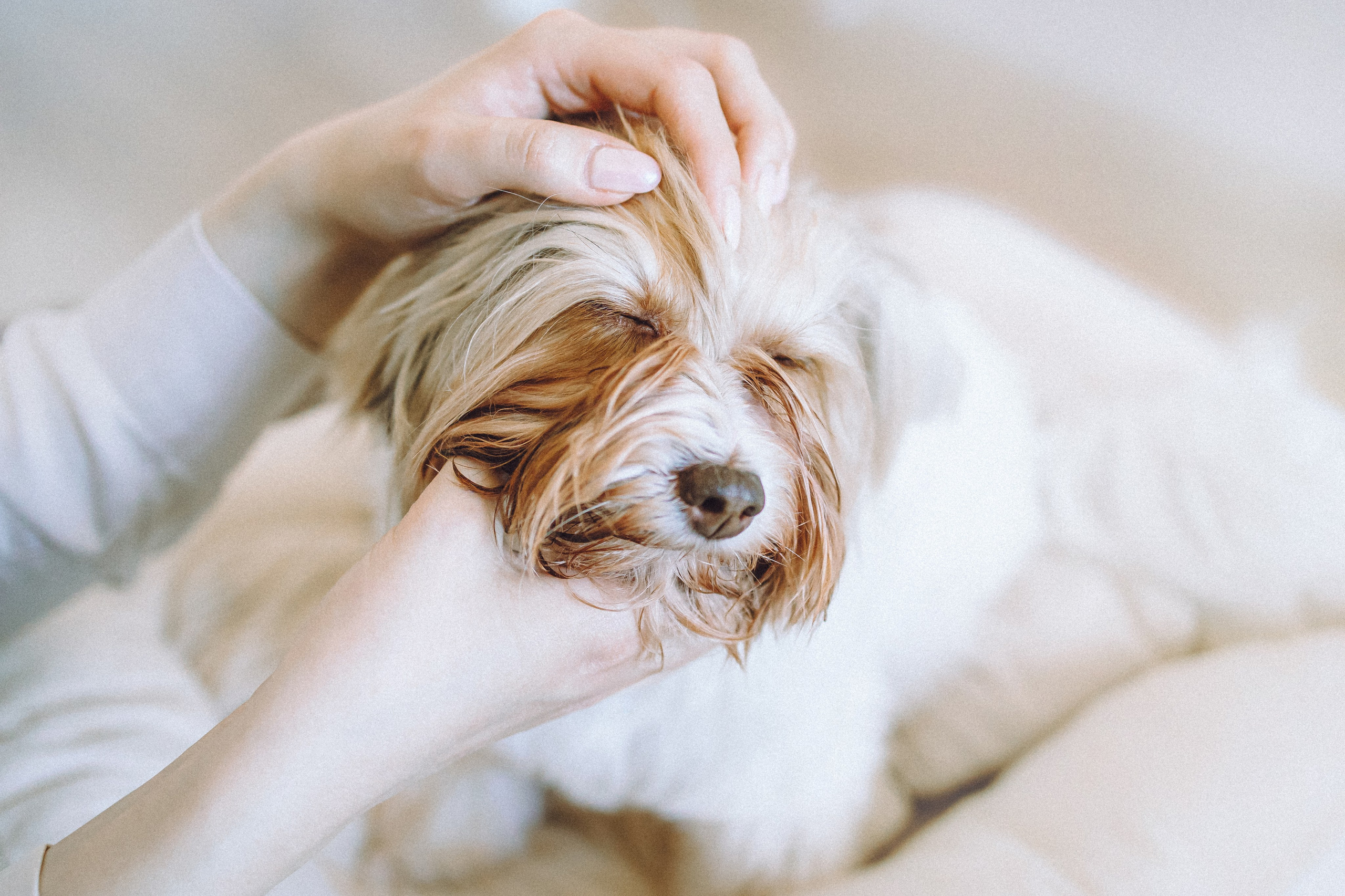 День Рождения Шу