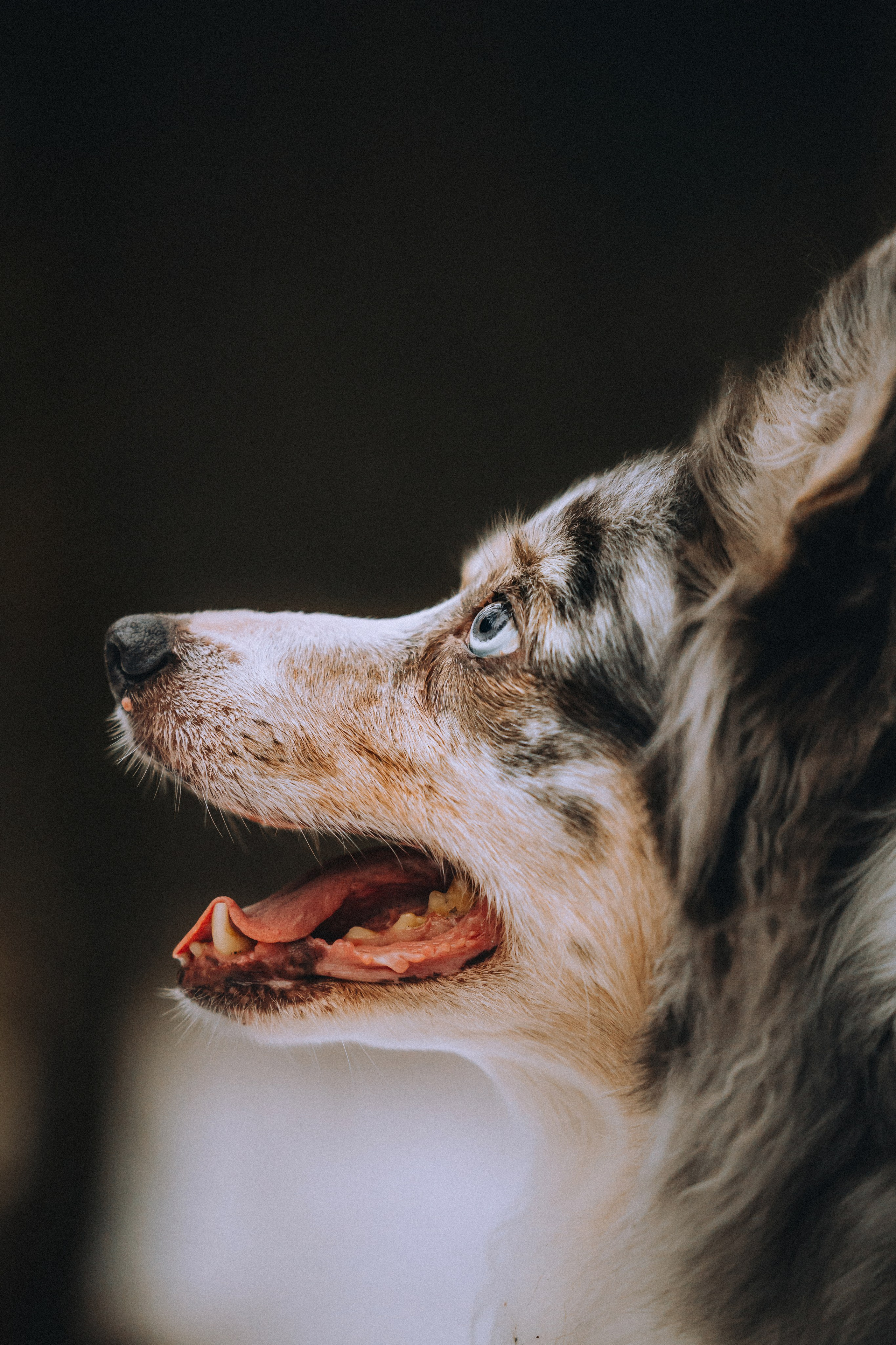 Полина, Милли и Паддингтон