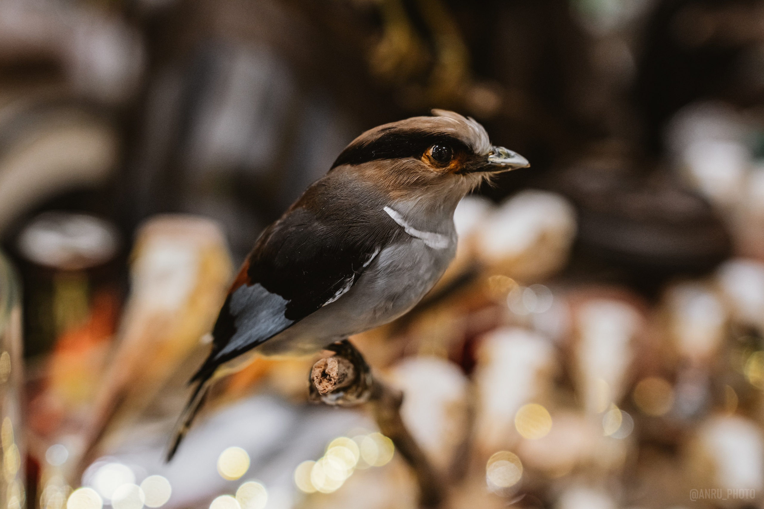 Рептилиум (ручная работа). Репортажный фотограф Анастасия Рубцова