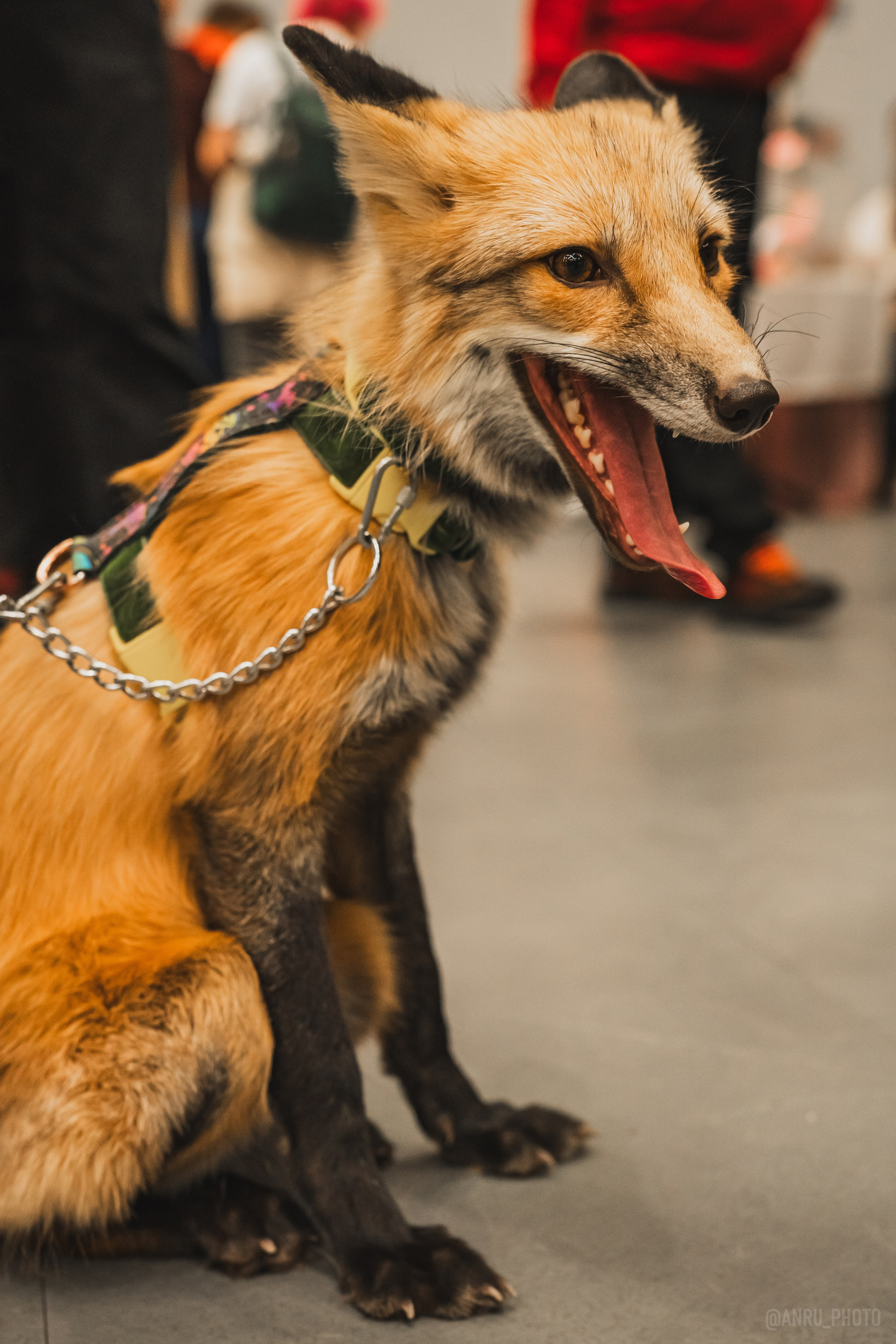 Fox Family fest. Репортажный фотограф Анастасия Рубцова