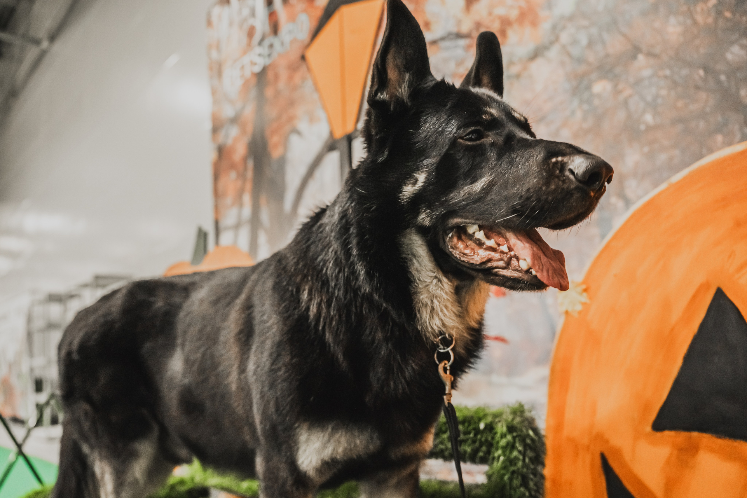 Международная выставка собак всех пород. Репортажный фотограф Анастасия Рубцова