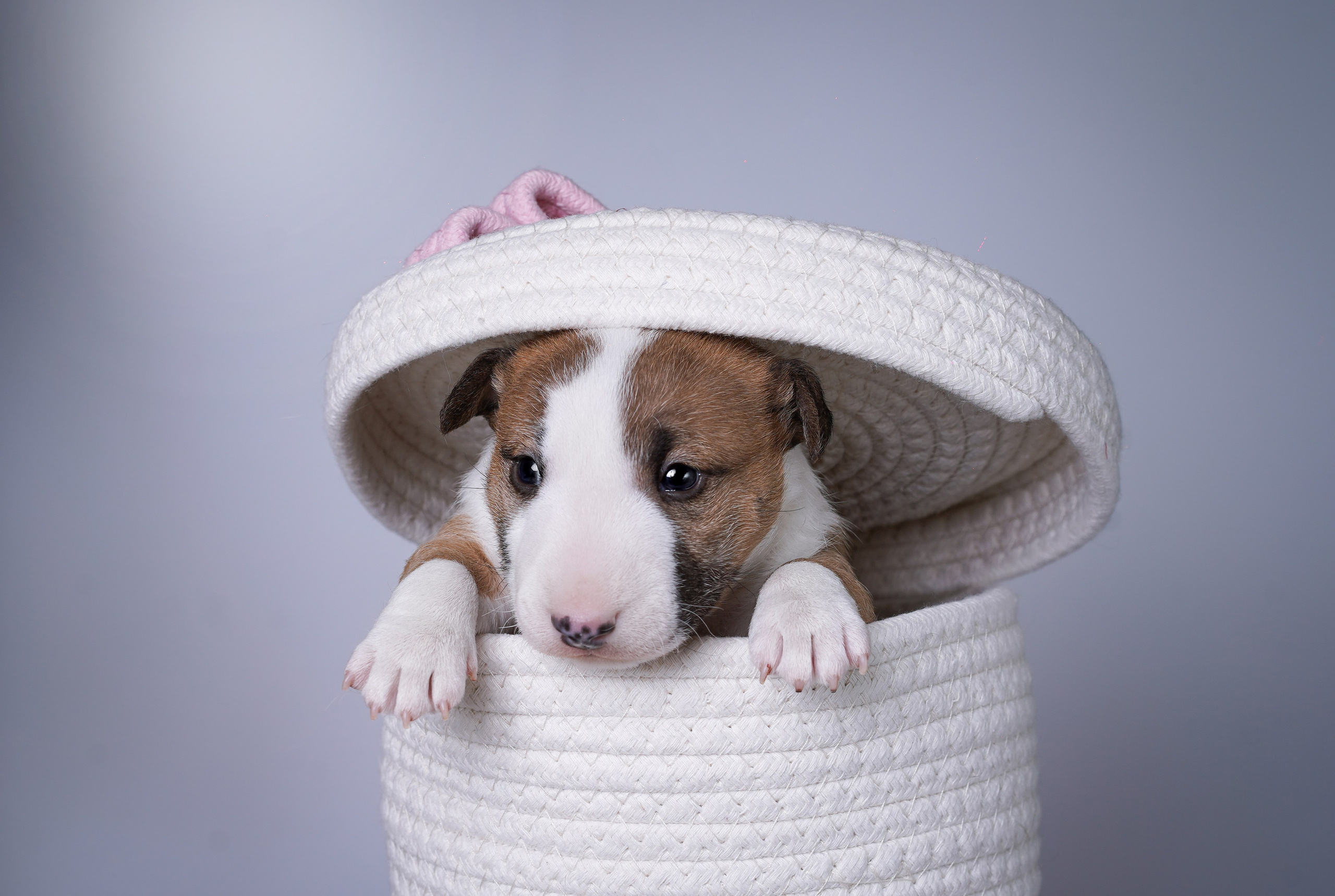 Щенки минибуля. Фотограф-анималист в Санкт-Петербурге Яна Мартынова