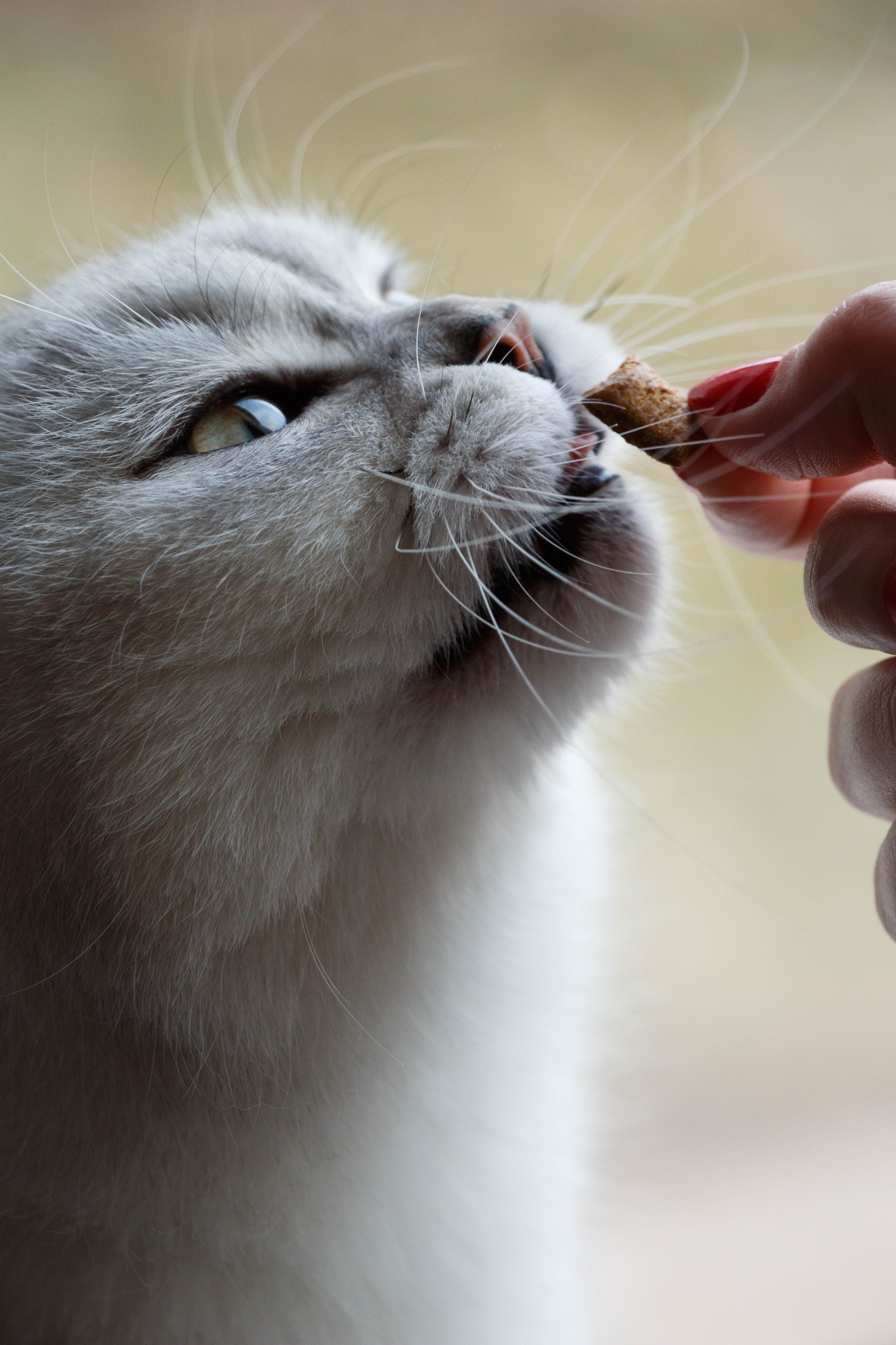 NASTYA & KITTI. Бережно сохраняю ваши чувства и истории на своих фотографиях