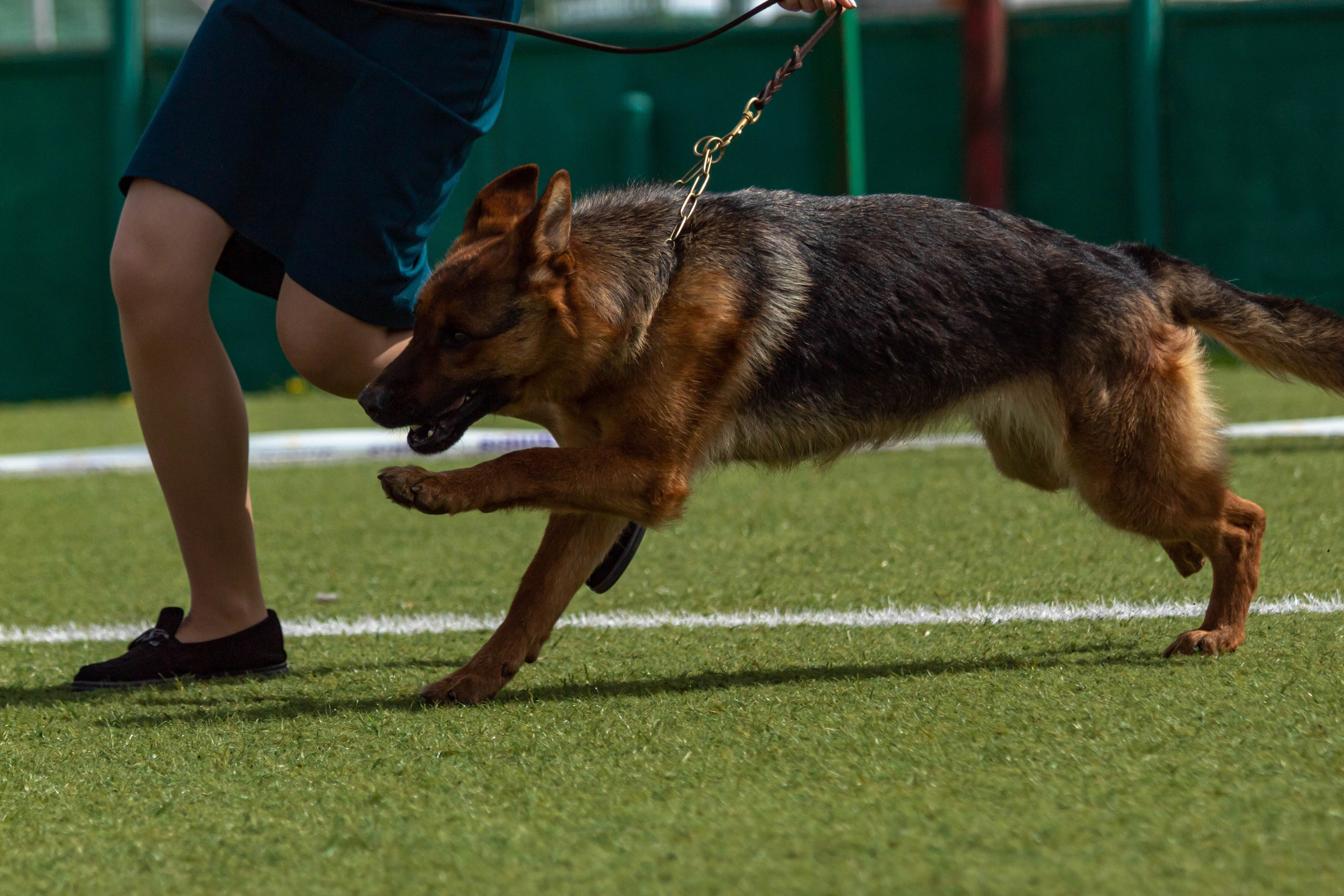 Фотограф анималист для выставки собак в Туле. Фотограф анималист — Тула, Москва