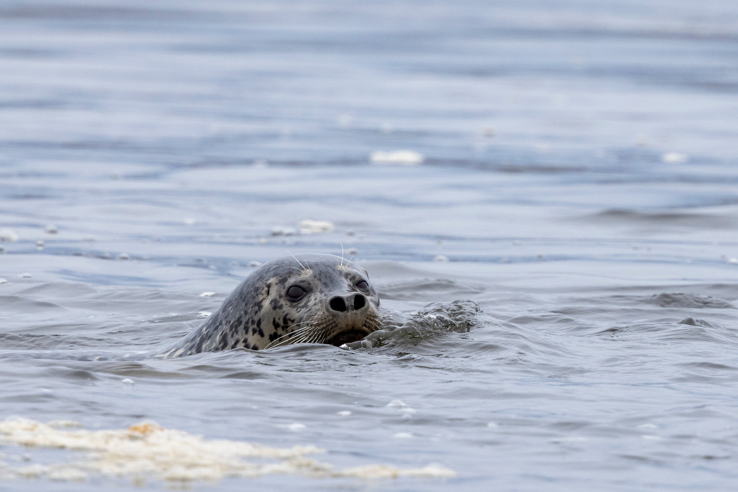 Фототур на Курильское озеро — медведи, нерест лососей и вулканы. Время Камчатки: чтобы найти свой путь, нужно скорость умножить на время