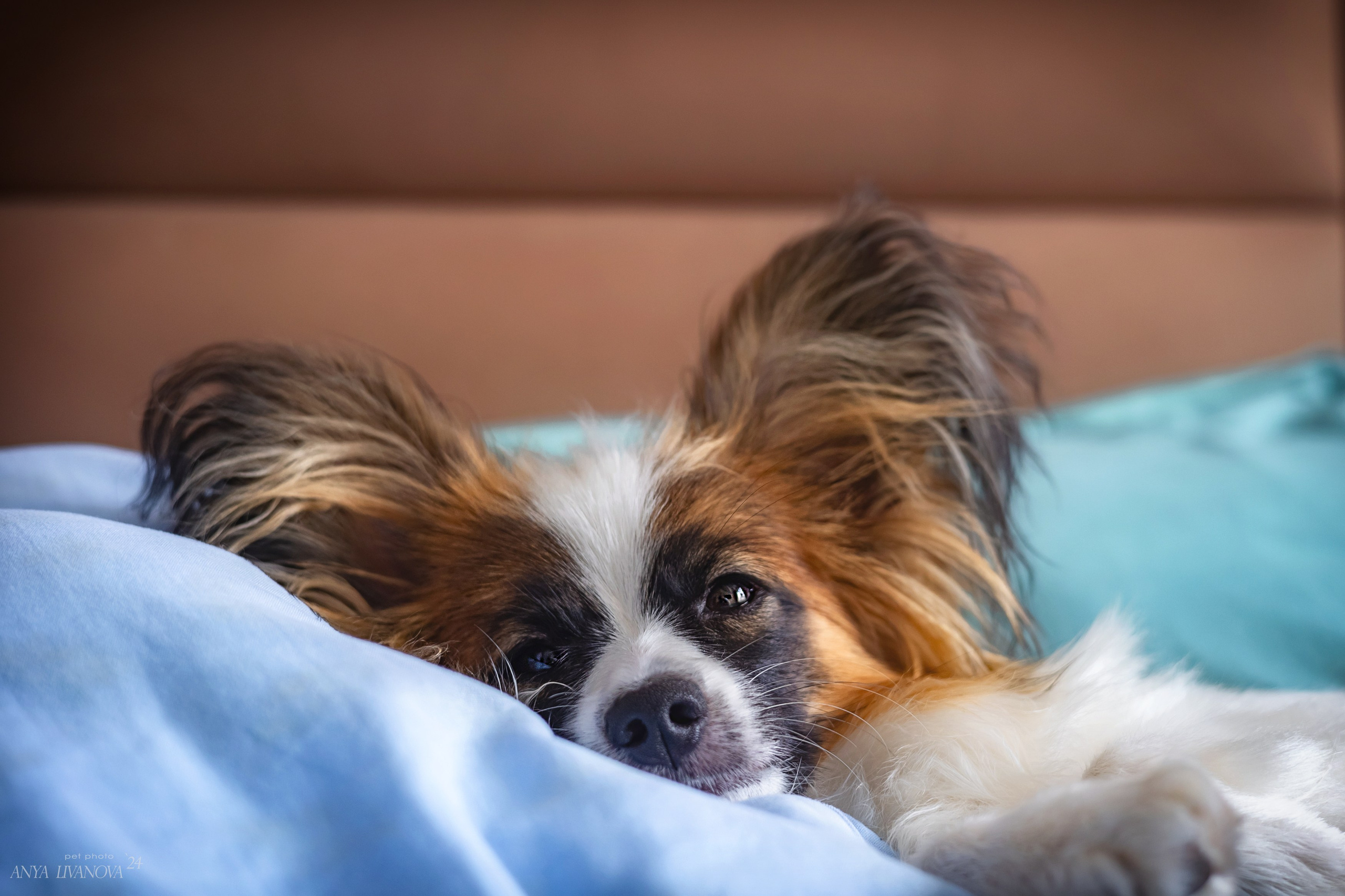 Хьюстон. Фотограф анималист Аня Ливанова | Рыбинск